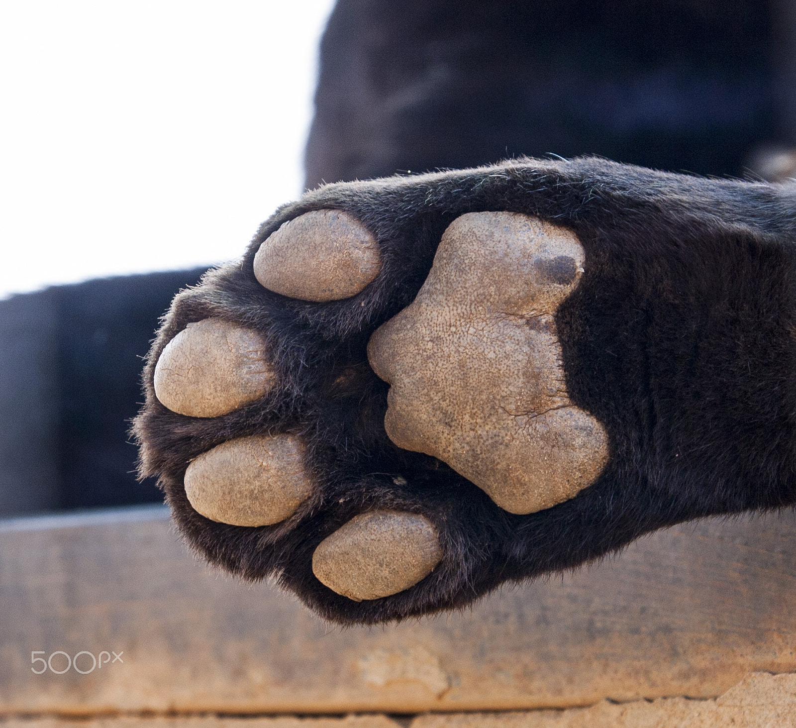 Tamron SP AF 17-50mm F2.8 XR Di II LD Aspherical (IF) sample photo. Leopard photography