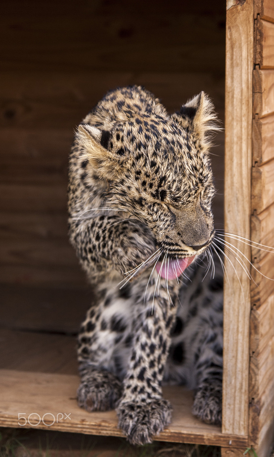 Tamron SP AF 17-50mm F2.8 XR Di II LD Aspherical (IF) sample photo. Leopard photography