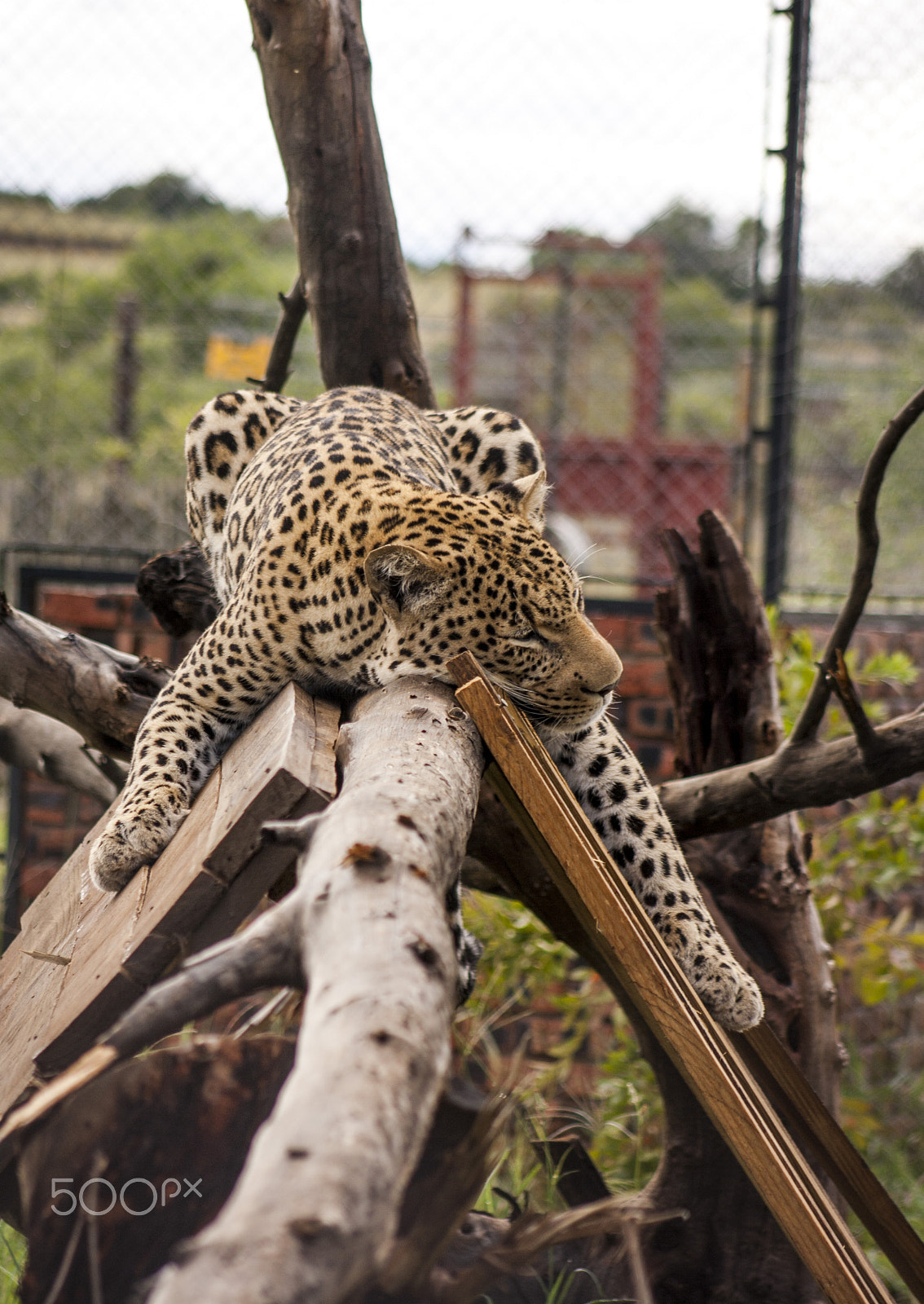 Canon EOS 1000D (EOS Digital Rebel XS / EOS Kiss F) + EF75-300mm f/4-5.6 sample photo. Leopard photography