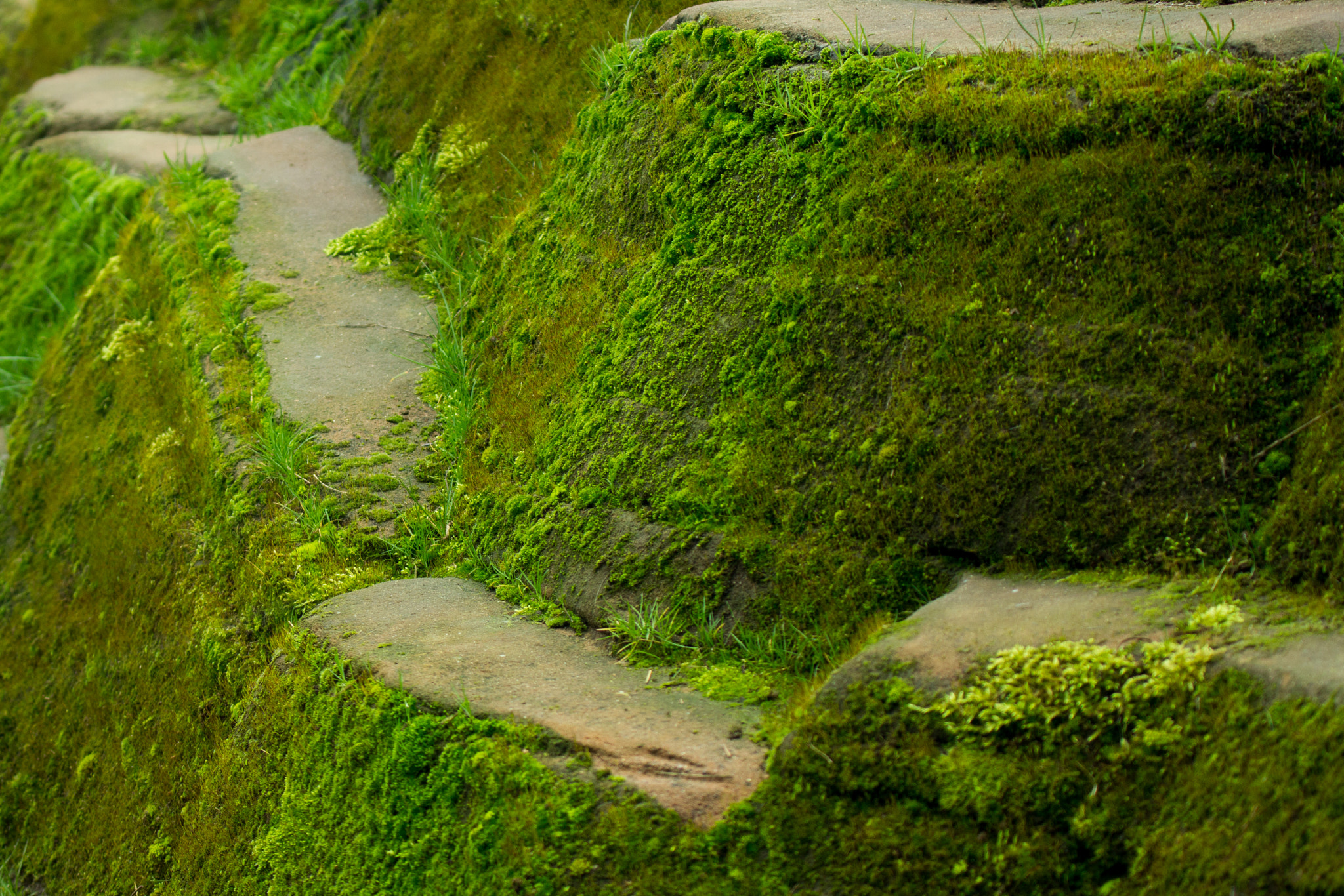 Canon EF 70-300mm F4-5.6L IS USM sample photo. Mossy path photography