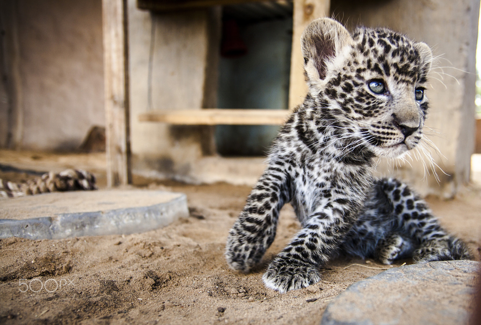 Tamron SP AF 17-50mm F2.8 XR Di II LD Aspherical (IF) sample photo. Leopard photography