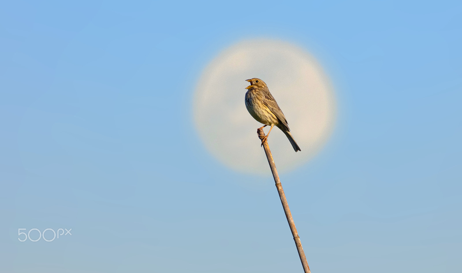 Canon EF 400mm F2.8L IS II USM sample photo. Bruant proyer photography