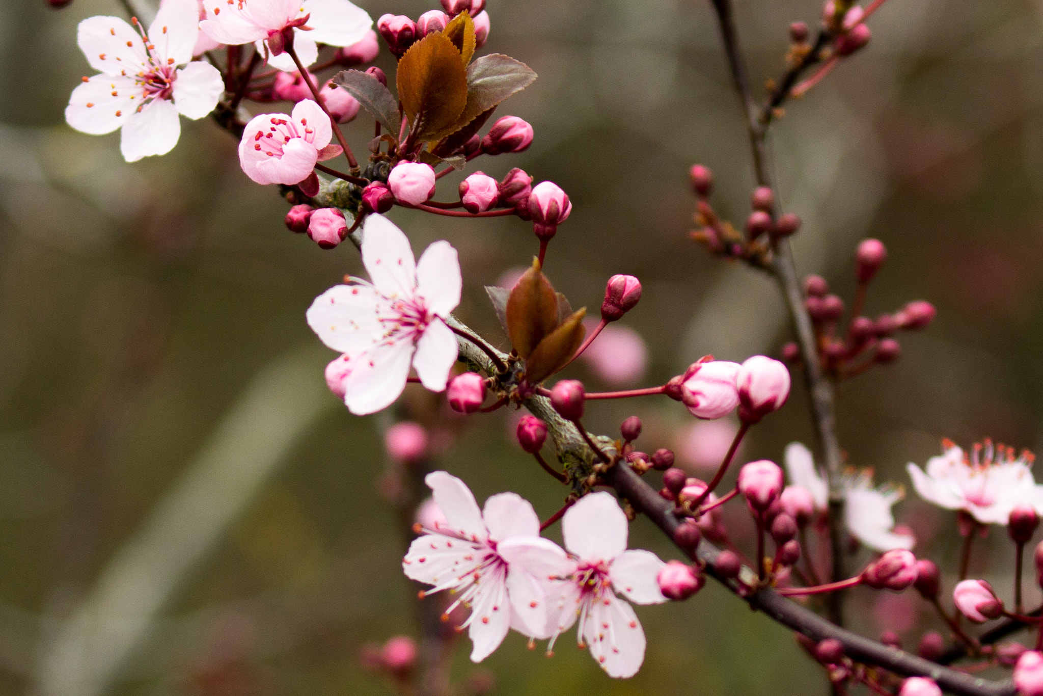Canon EF 70-300mm F4-5.6L IS USM sample photo. Blossom photography
