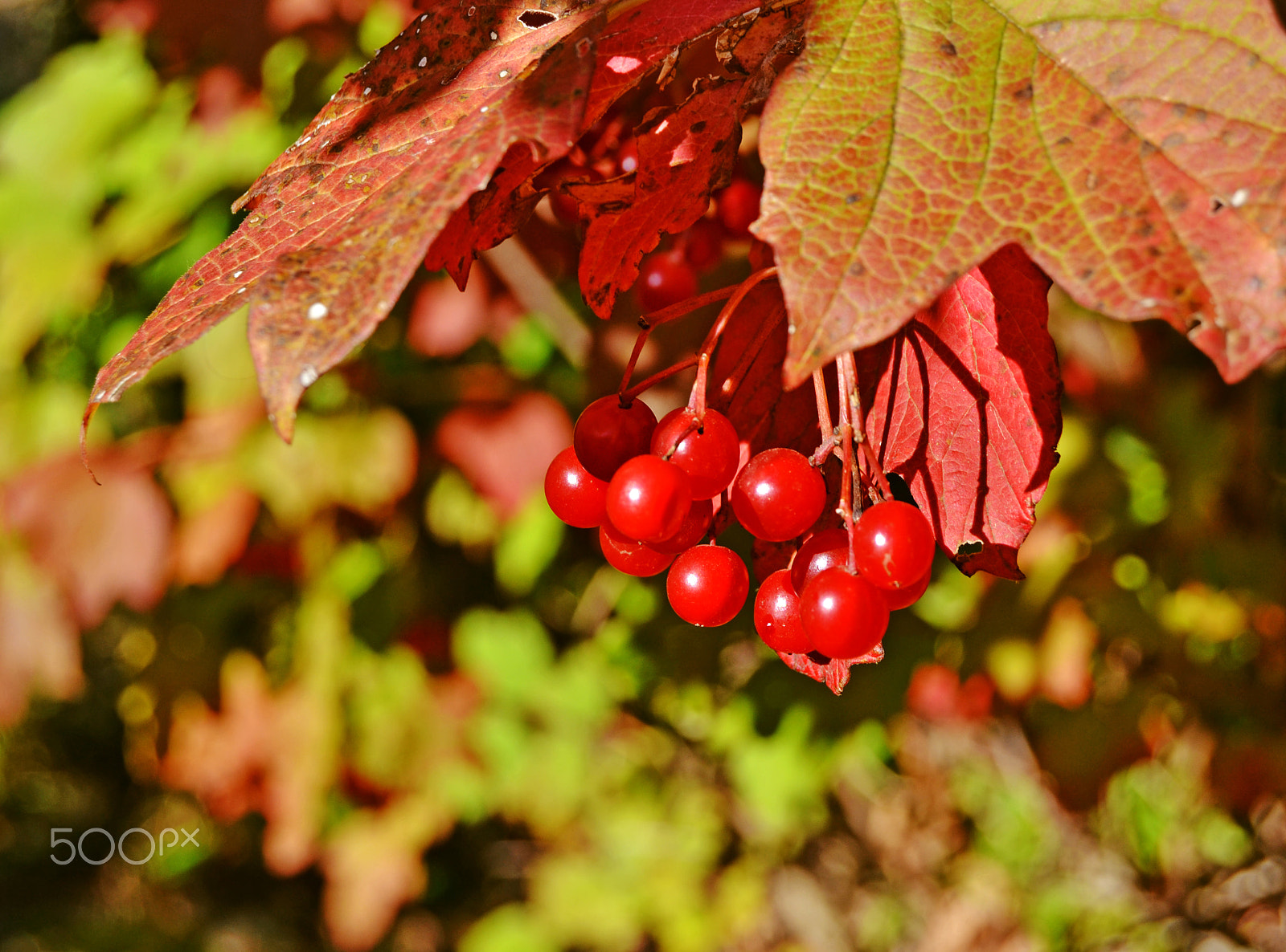 Nikon D3100 + Sigma 18-50mm F2.8 EX DC Macro sample photo. Dsc photography