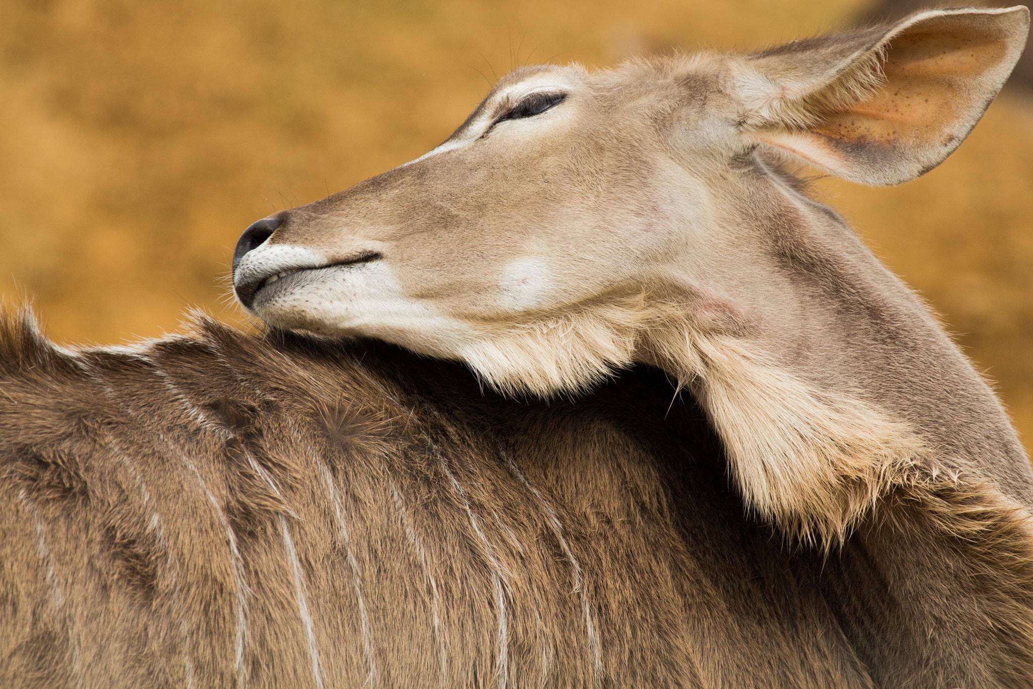 Canon EF 70-300mm F4-5.6L IS USM sample photo. Greater kudu photography