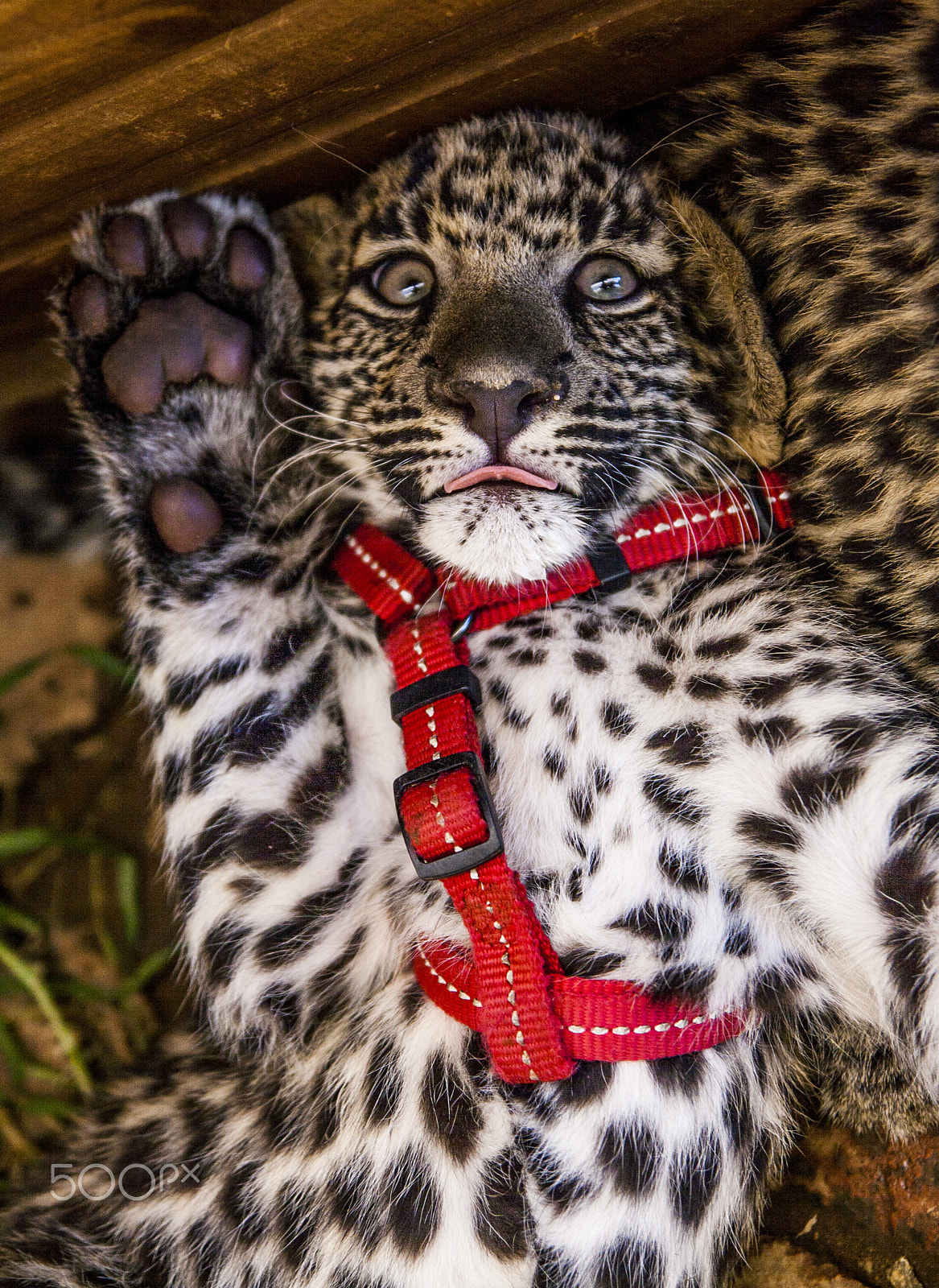 Tamron SP AF 17-50mm F2.8 XR Di II LD Aspherical (IF) sample photo. Leopard photography