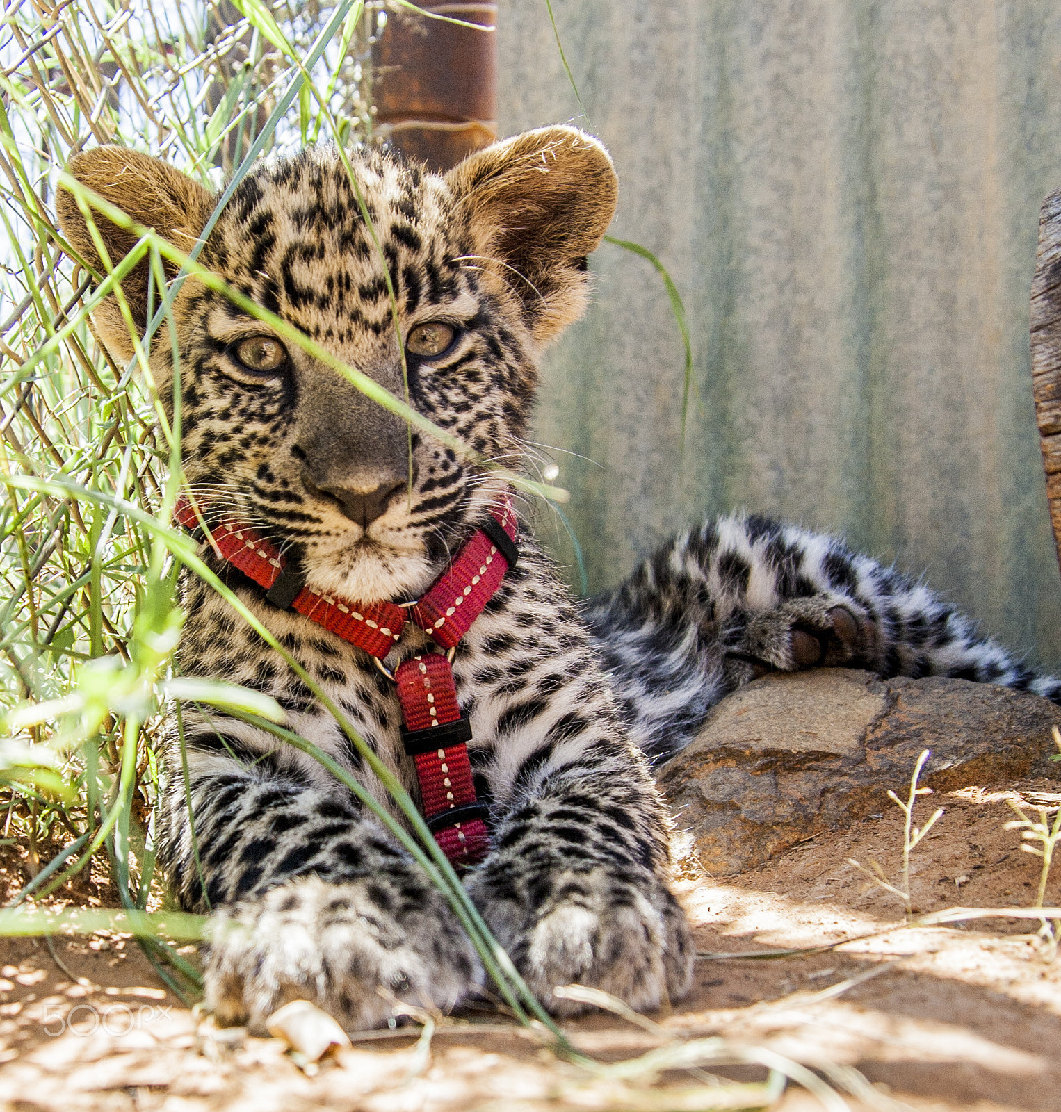 Tamron SP AF 17-50mm F2.8 XR Di II LD Aspherical (IF) sample photo. Leopard photography