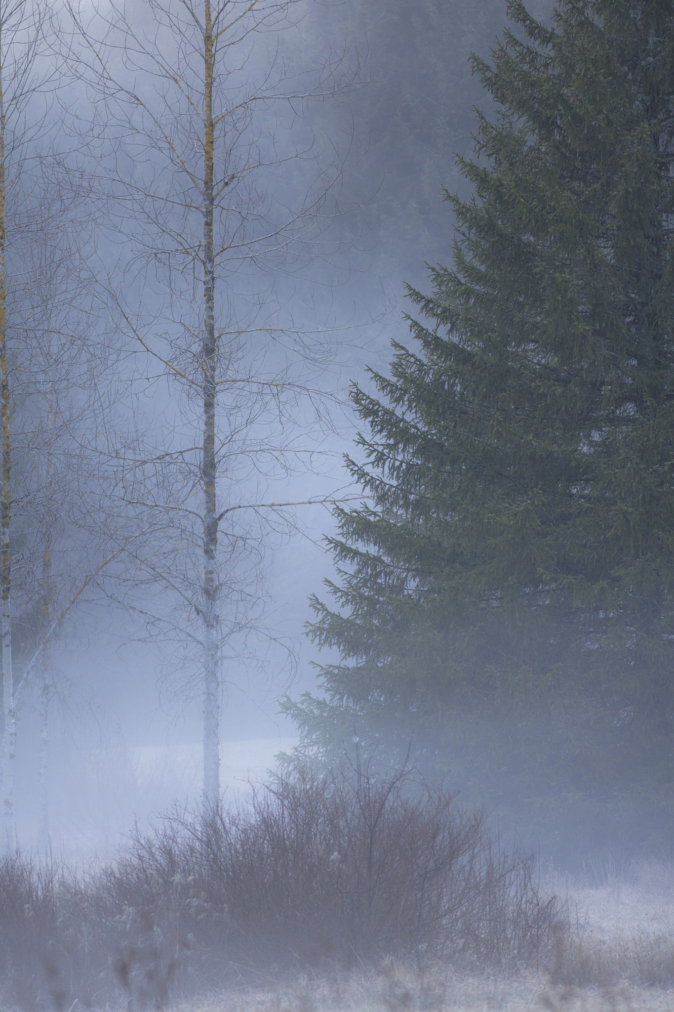 Canon EF 70-200mm F2.8L IS II USM sample photo. Brumes photography