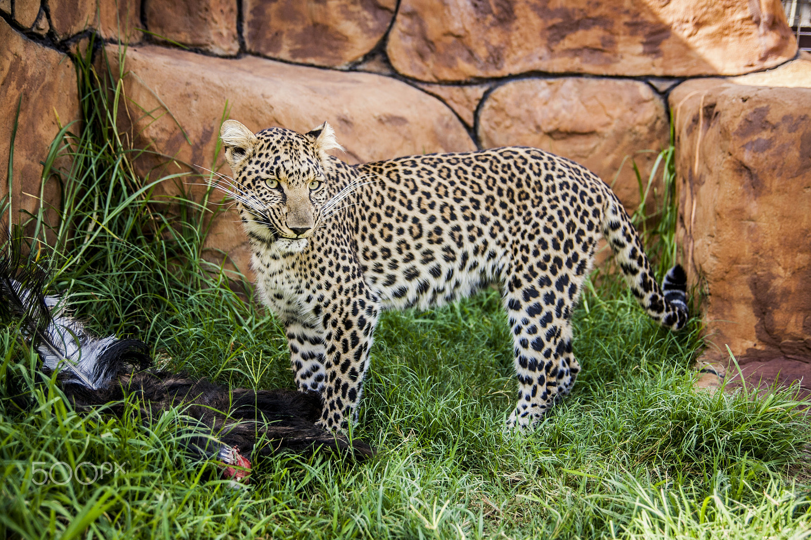 Tamron SP AF 17-50mm F2.8 XR Di II LD Aspherical (IF) sample photo. Leopard photography