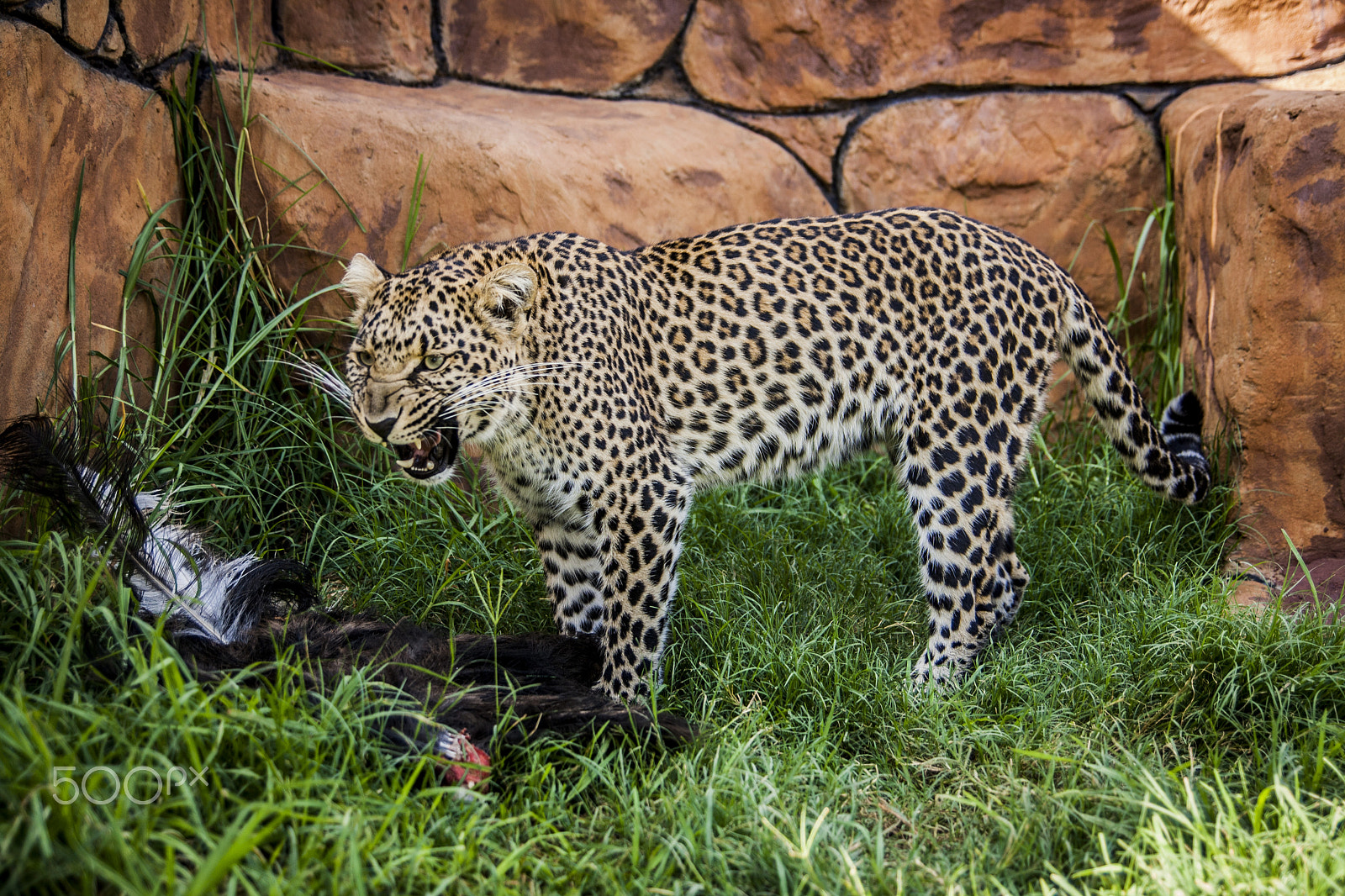 Tamron SP AF 17-50mm F2.8 XR Di II LD Aspherical (IF) sample photo. Leopard photography
