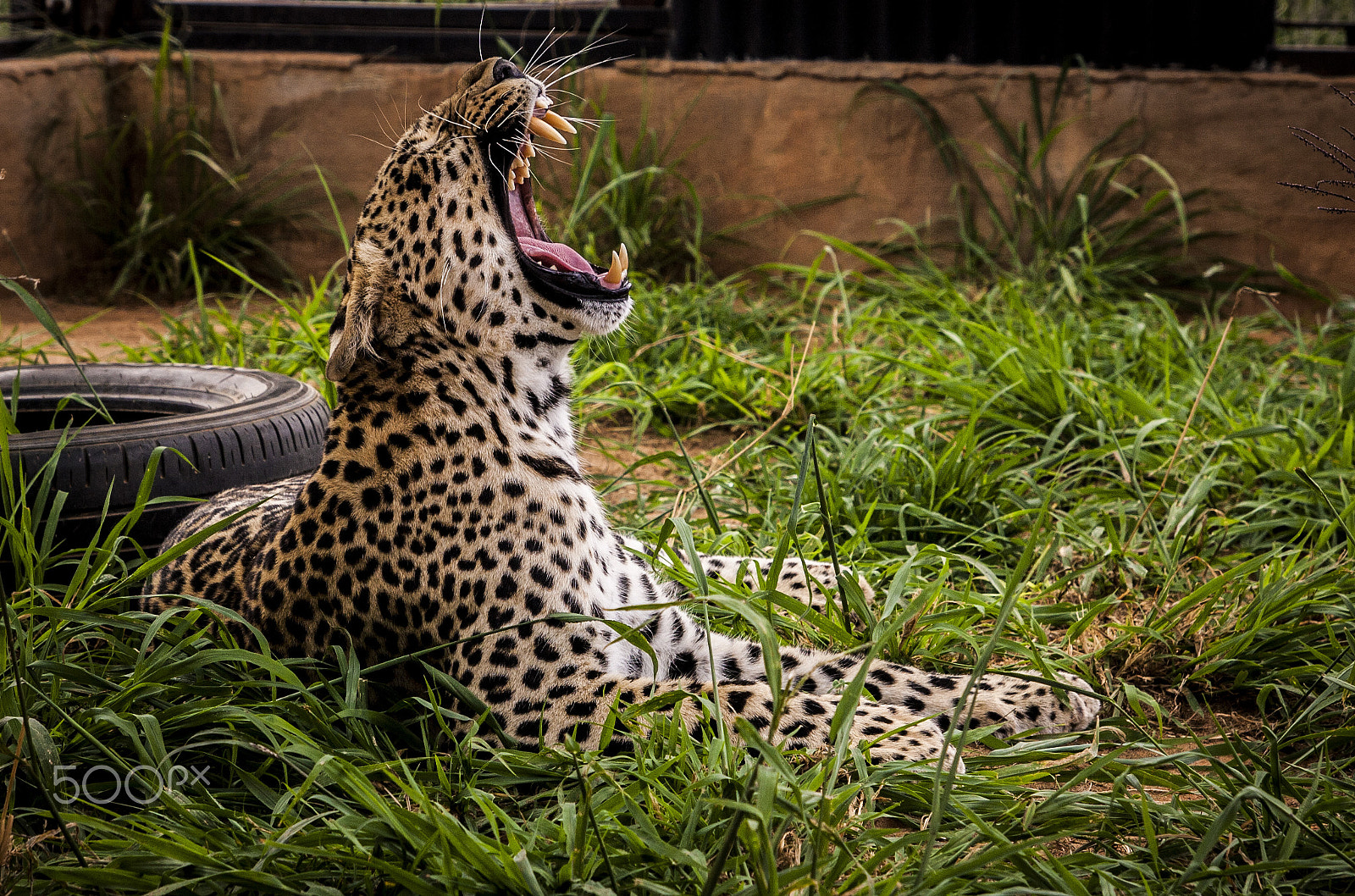 Tamron SP AF 17-50mm F2.8 XR Di II LD Aspherical (IF) sample photo. Leopard photography