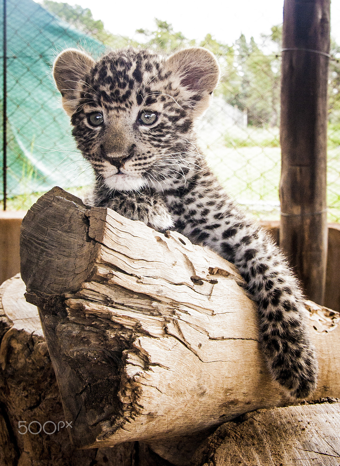 Tamron SP AF 17-50mm F2.8 XR Di II LD Aspherical (IF) sample photo. Leopard photography