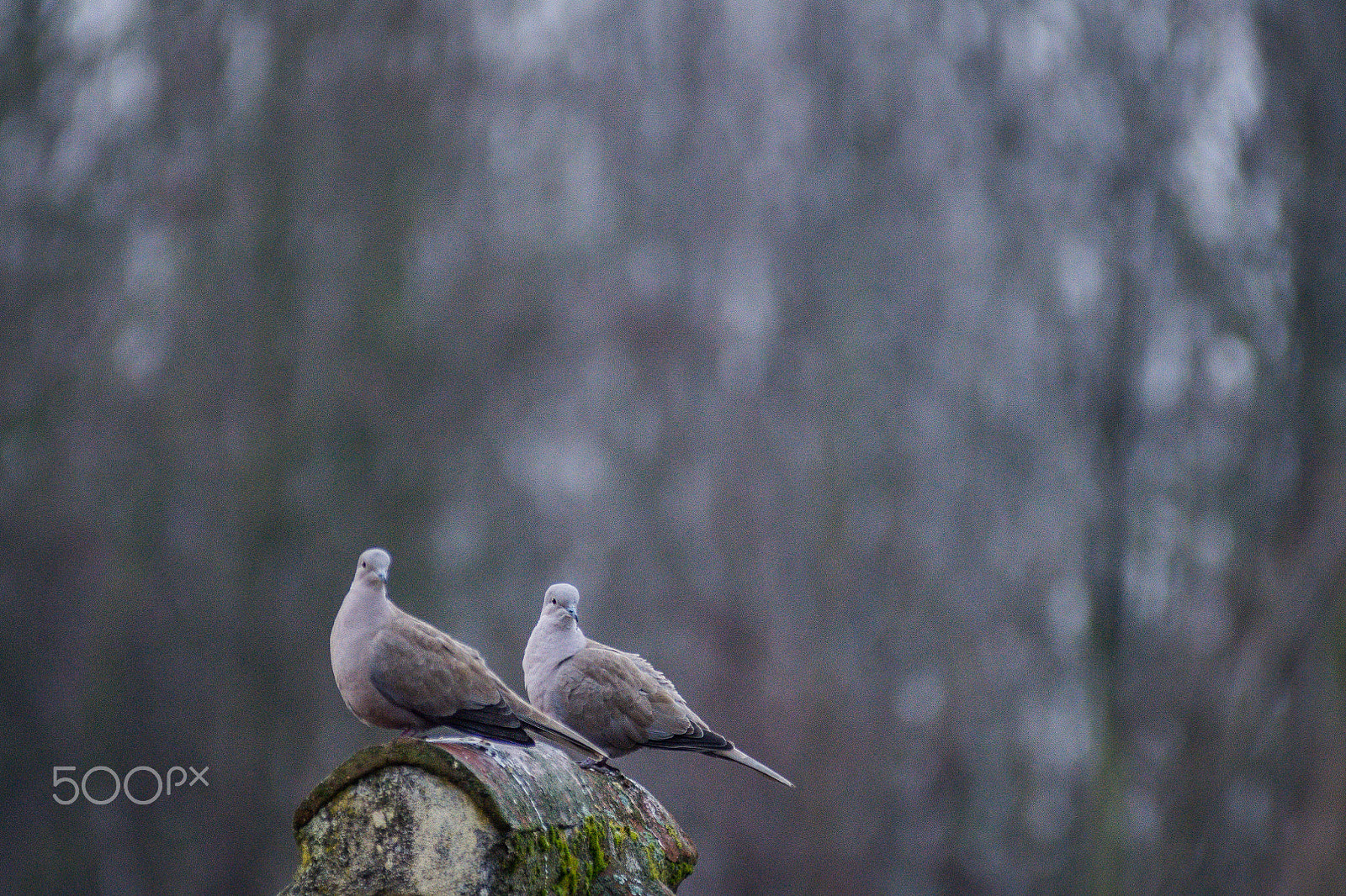 Nikon D7200 sample photo. Coppia di tortore dal collare photography
