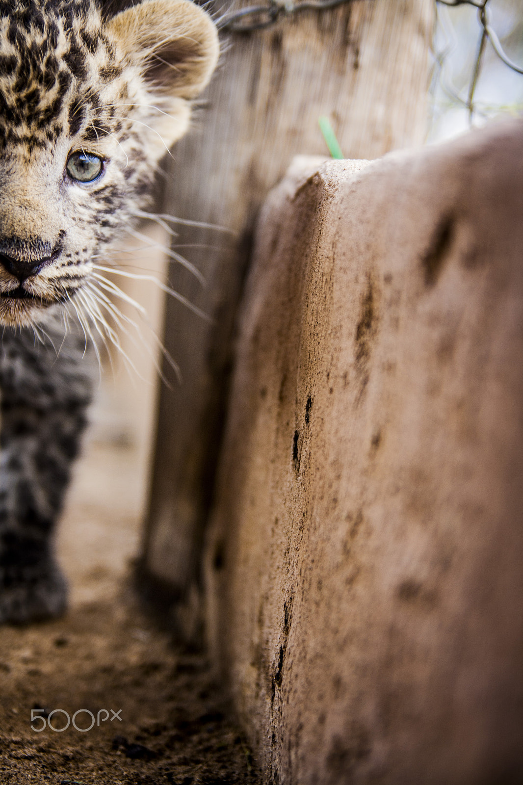 Tamron SP AF 17-50mm F2.8 XR Di II LD Aspherical (IF) sample photo. Leopard photography