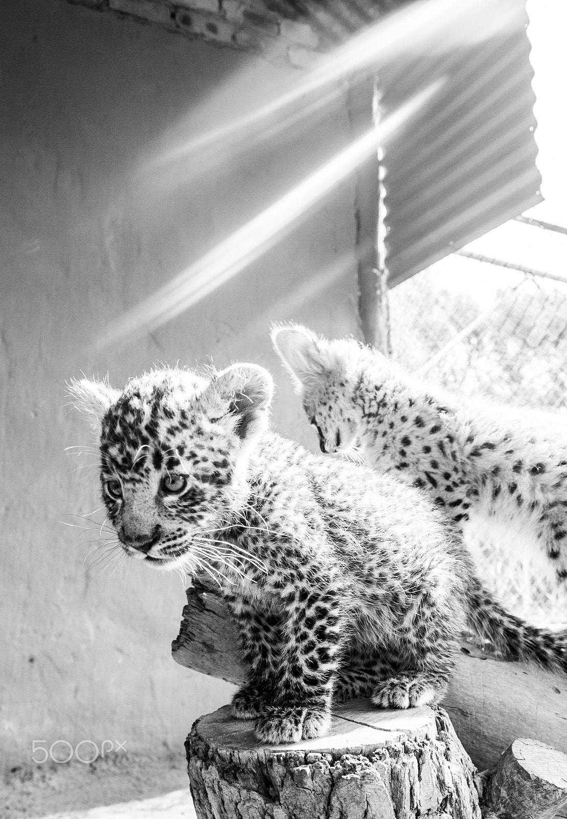 Tamron SP AF 17-50mm F2.8 XR Di II LD Aspherical (IF) sample photo. Leopard photography