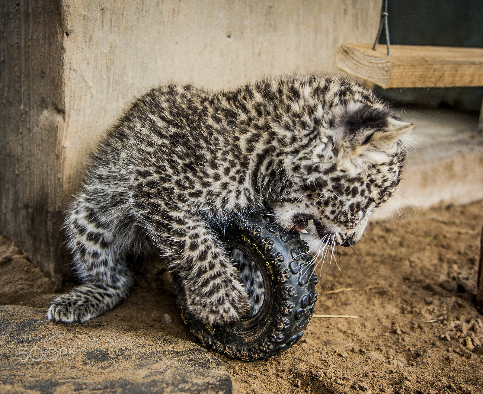 Tamron SP AF 17-50mm F2.8 XR Di II LD Aspherical (IF) sample photo. Leopard photography