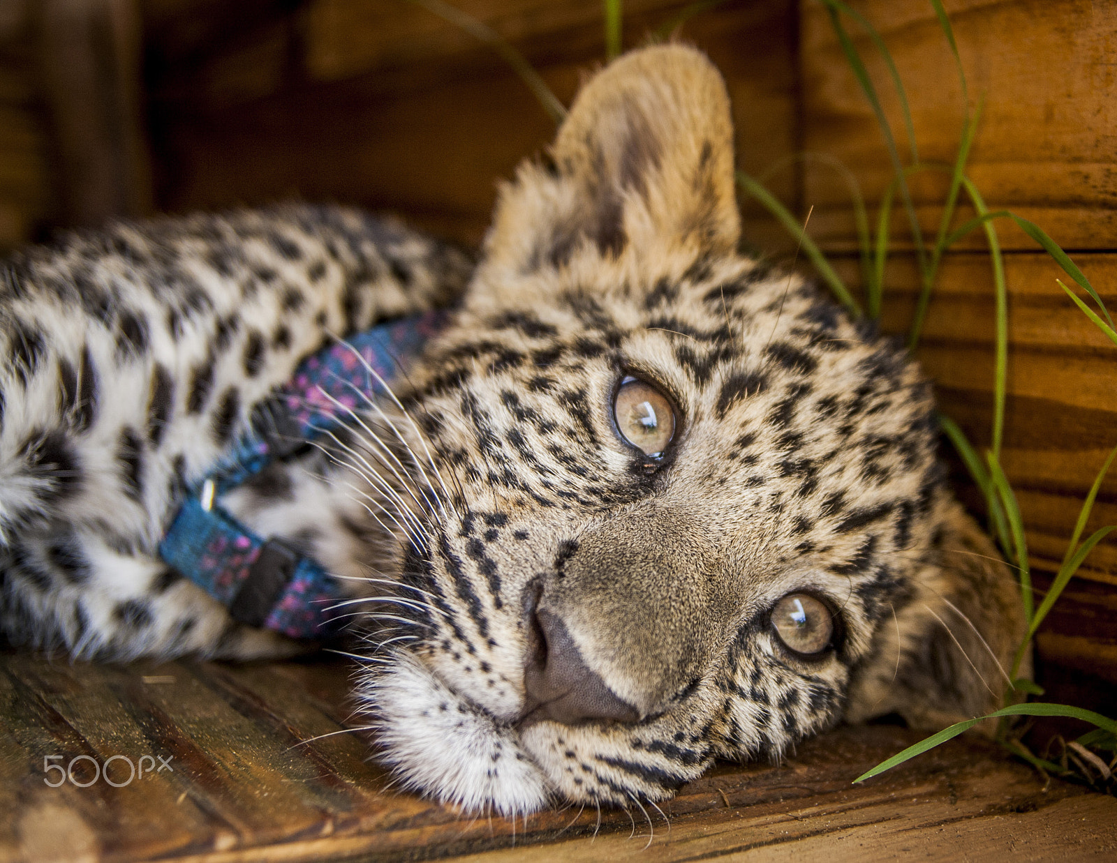 Tamron SP AF 17-50mm F2.8 XR Di II LD Aspherical (IF) sample photo. Leopard photography