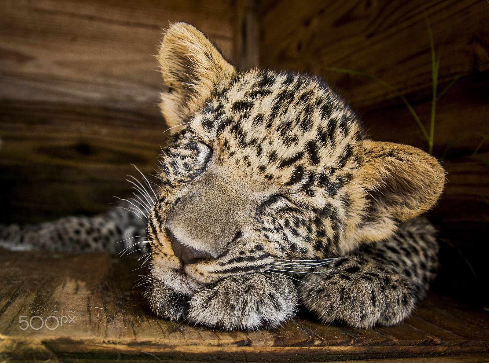 Tamron SP AF 17-50mm F2.8 XR Di II LD Aspherical (IF) sample photo. Leopard photography
