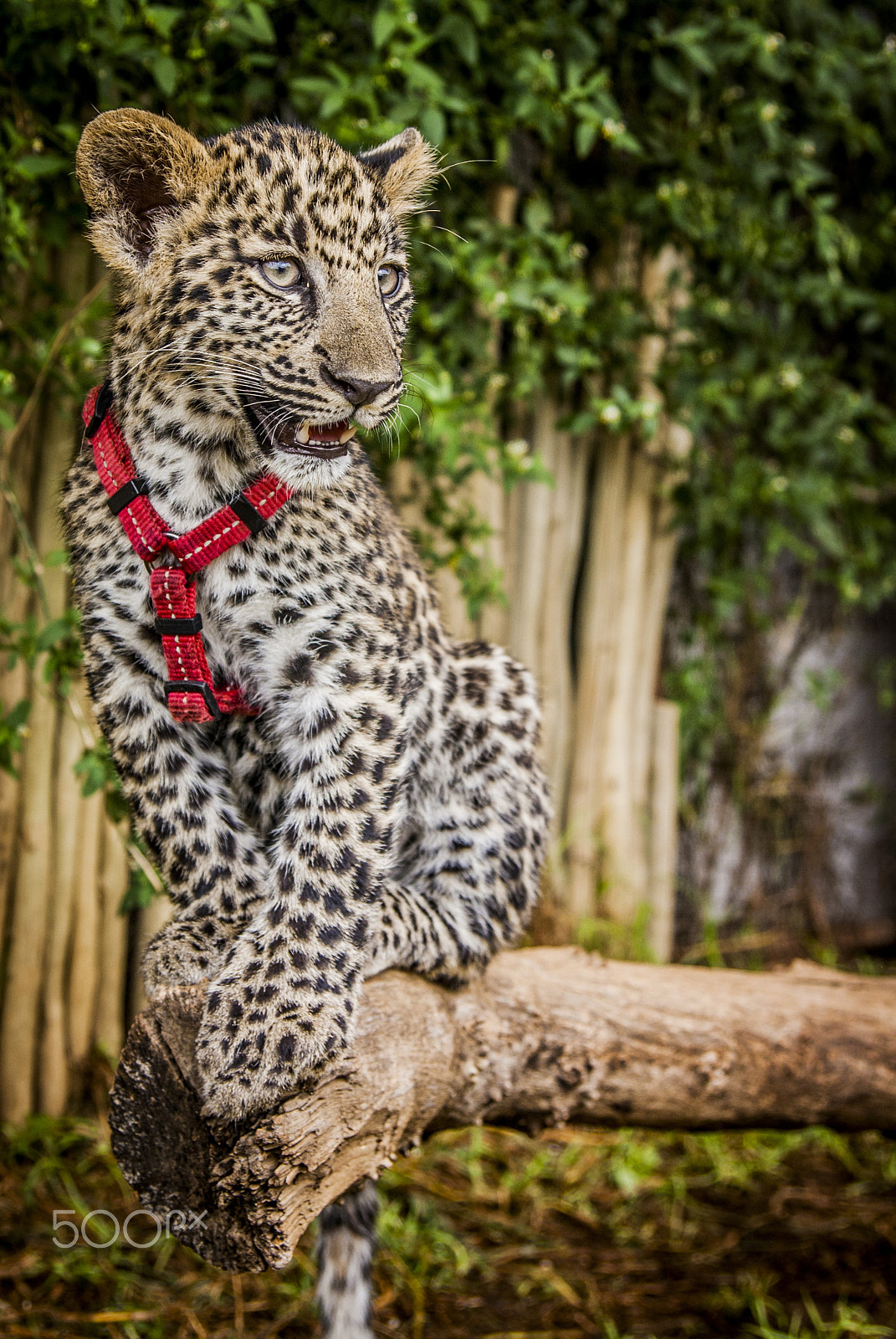 Tamron SP AF 17-50mm F2.8 XR Di II LD Aspherical (IF) sample photo. Leopard photography