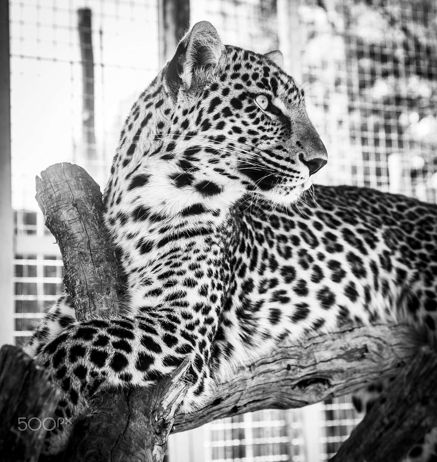 Tamron SP AF 17-50mm F2.8 XR Di II LD Aspherical (IF) sample photo. Leopard photography