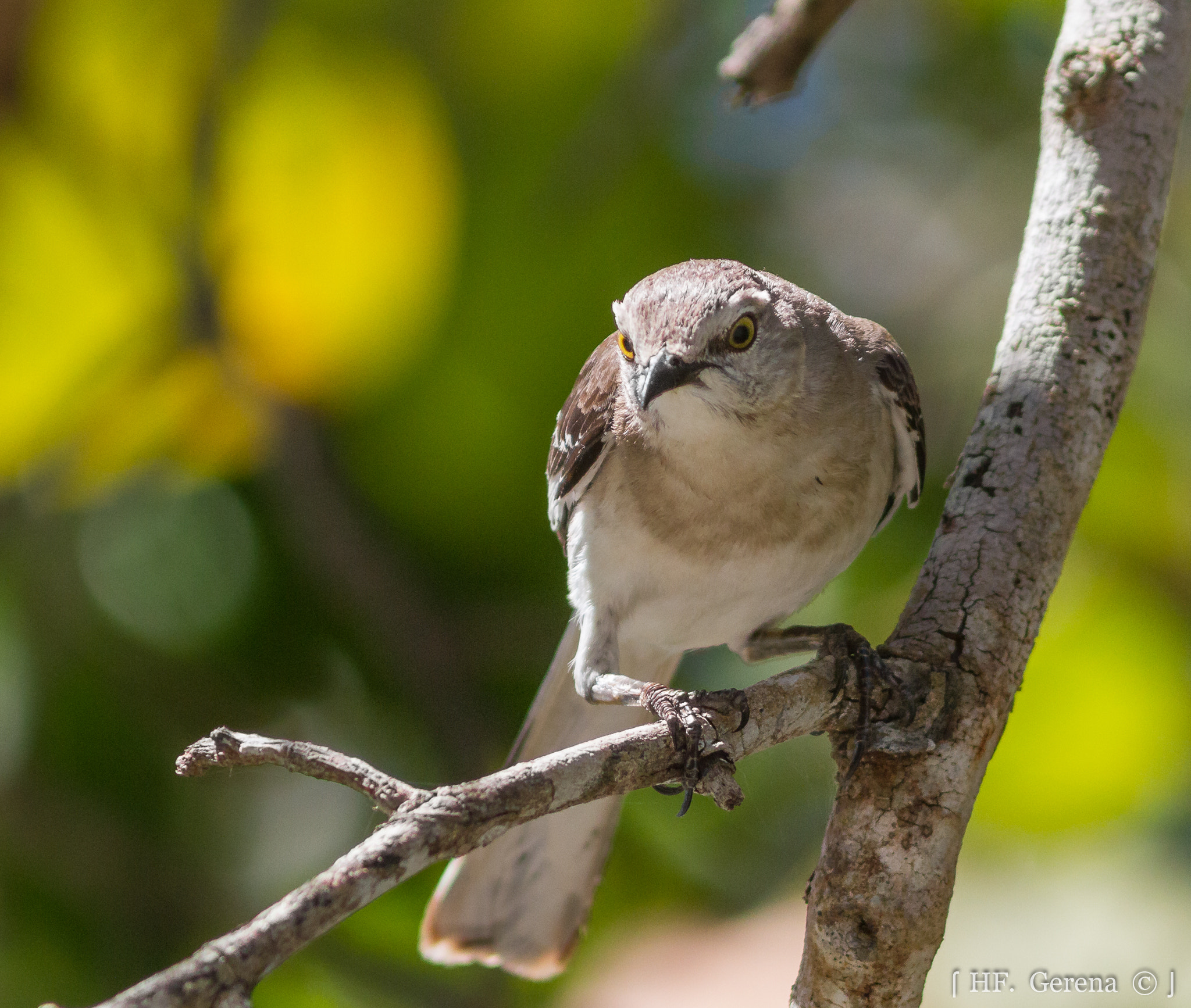 Canon EF 300mm F4L IS USM sample photo. Ruiseñor photography
