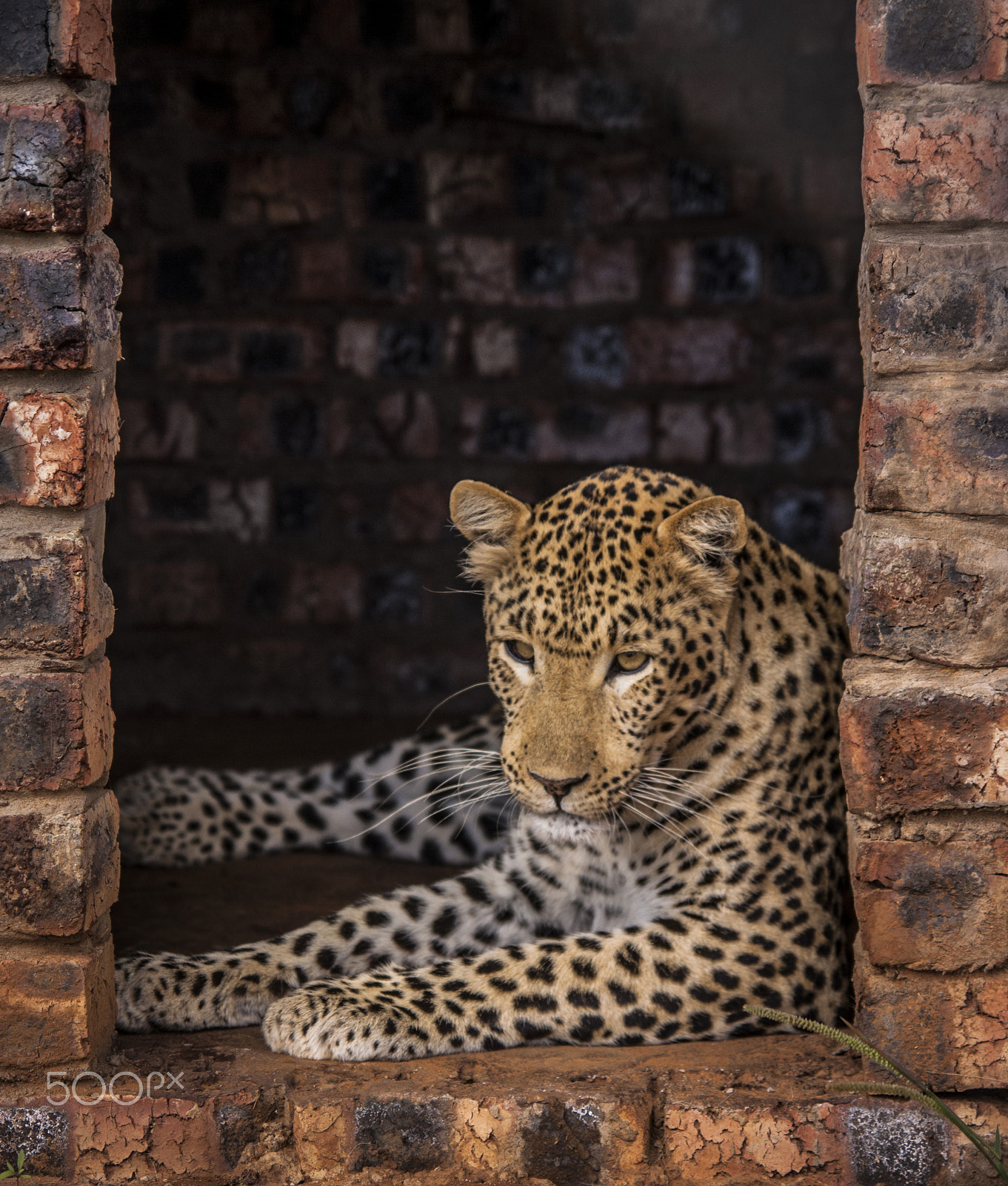 Tamron SP AF 17-50mm F2.8 XR Di II LD Aspherical (IF) sample photo. Leopard photography
