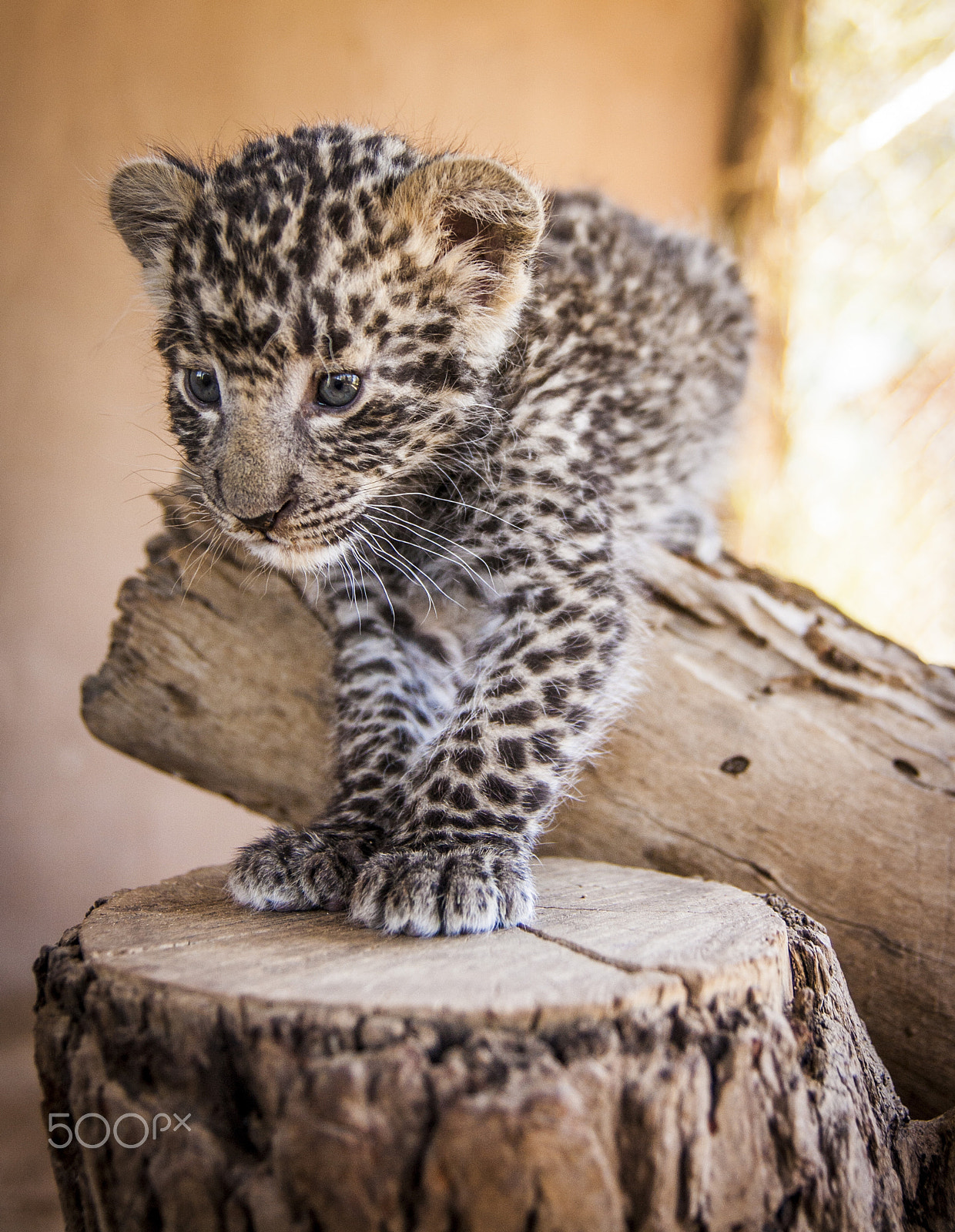 Tamron SP AF 17-50mm F2.8 XR Di II LD Aspherical (IF) sample photo. Leopard photography