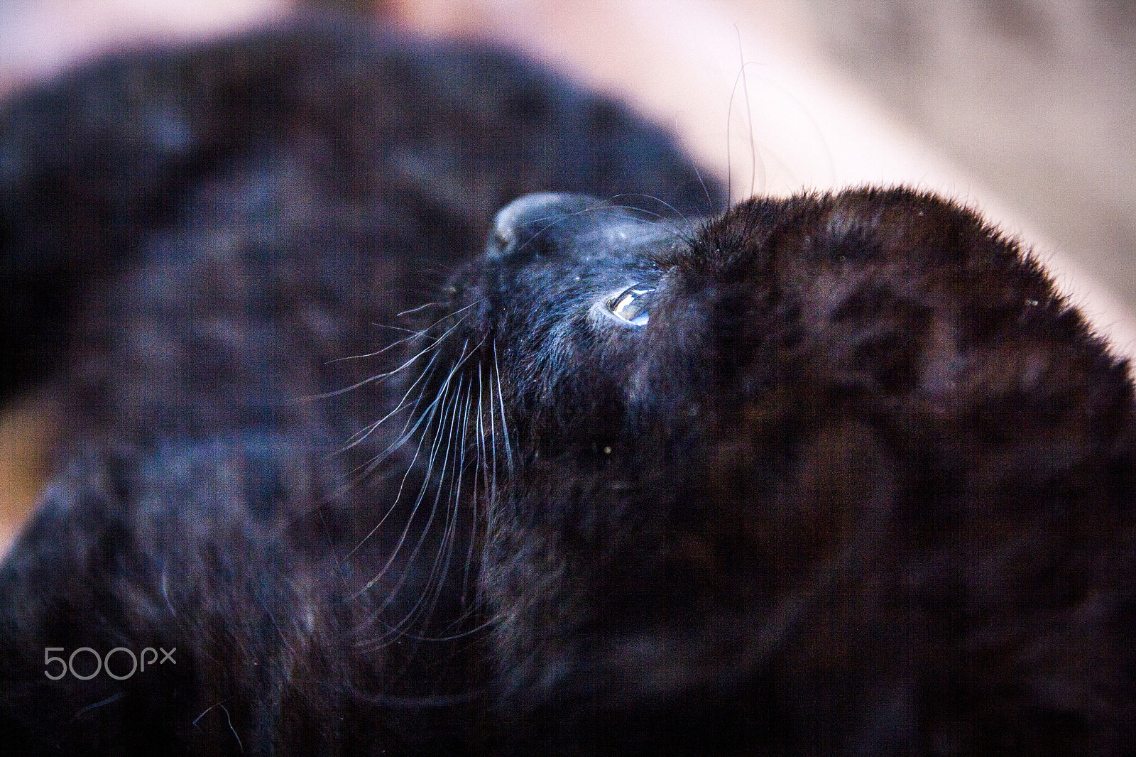 Tamron SP AF 17-50mm F2.8 XR Di II LD Aspherical (IF) sample photo. Leopard photography