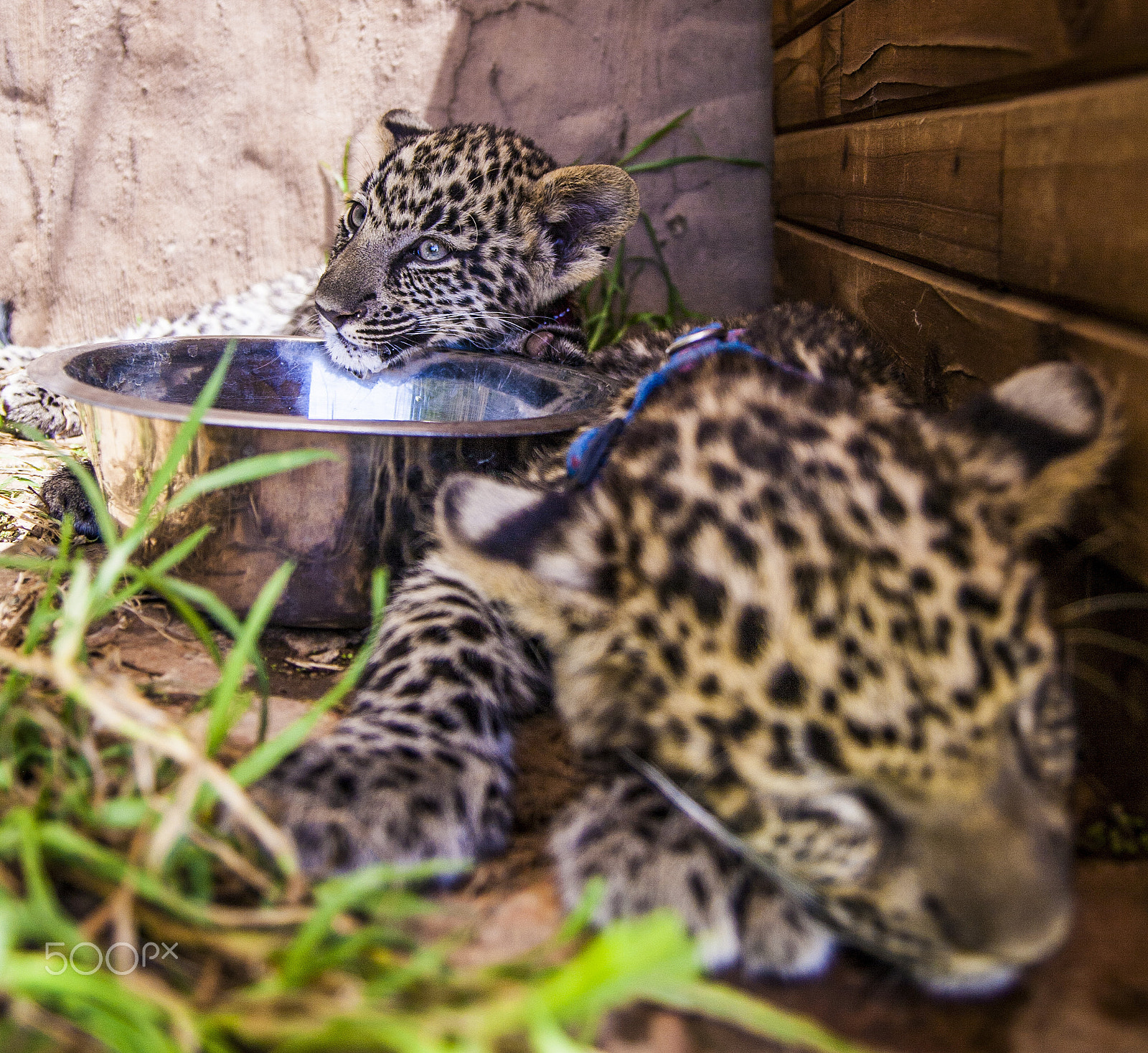 Tamron SP AF 17-50mm F2.8 XR Di II LD Aspherical (IF) sample photo. Leopard photography