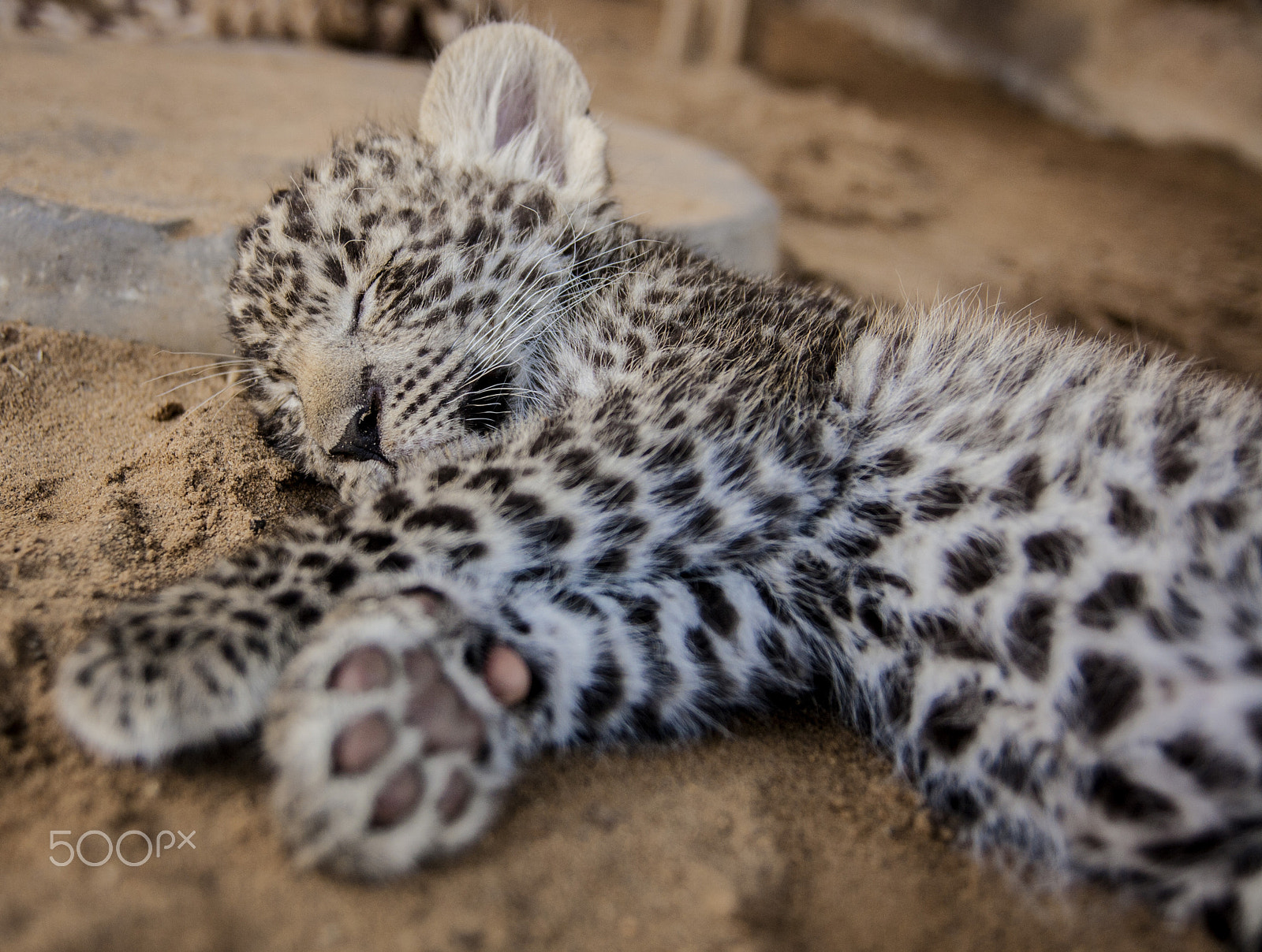 Tamron SP AF 17-50mm F2.8 XR Di II LD Aspherical (IF) sample photo. Leopard photography
