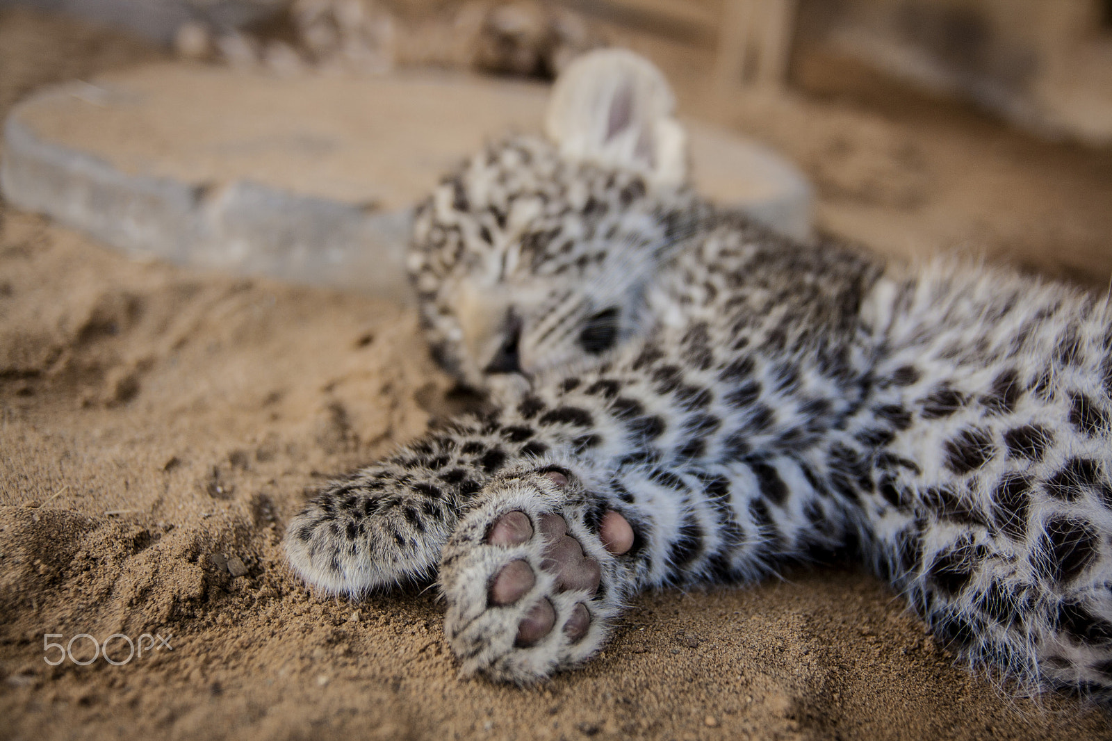 Tamron SP AF 17-50mm F2.8 XR Di II LD Aspherical (IF) sample photo. Leopard photography