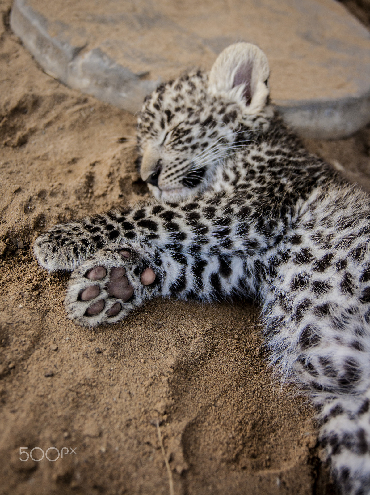 Tamron SP AF 17-50mm F2.8 XR Di II LD Aspherical (IF) sample photo. Leopard photography