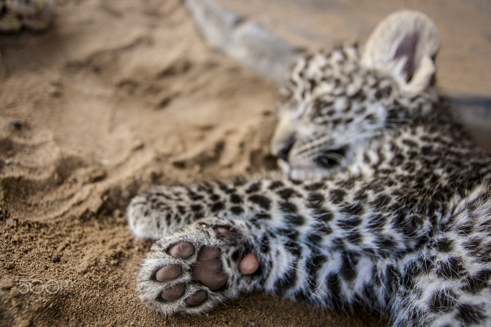 Tamron SP AF 17-50mm F2.8 XR Di II LD Aspherical (IF) sample photo. Leopard photography
