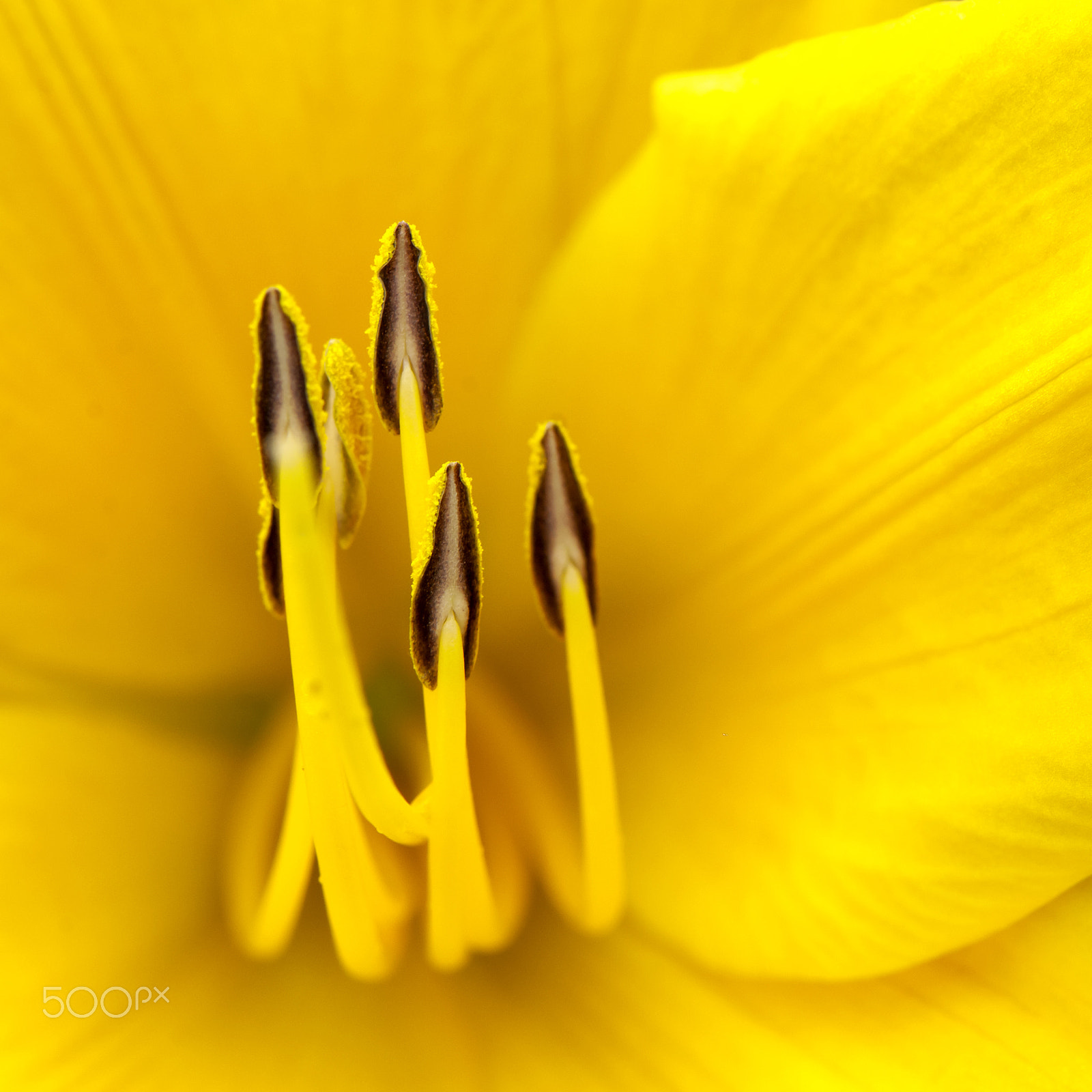 Nikon AF-S Micro-Nikkor 105mm F2.8G IF-ED VR sample photo. Yellow photography