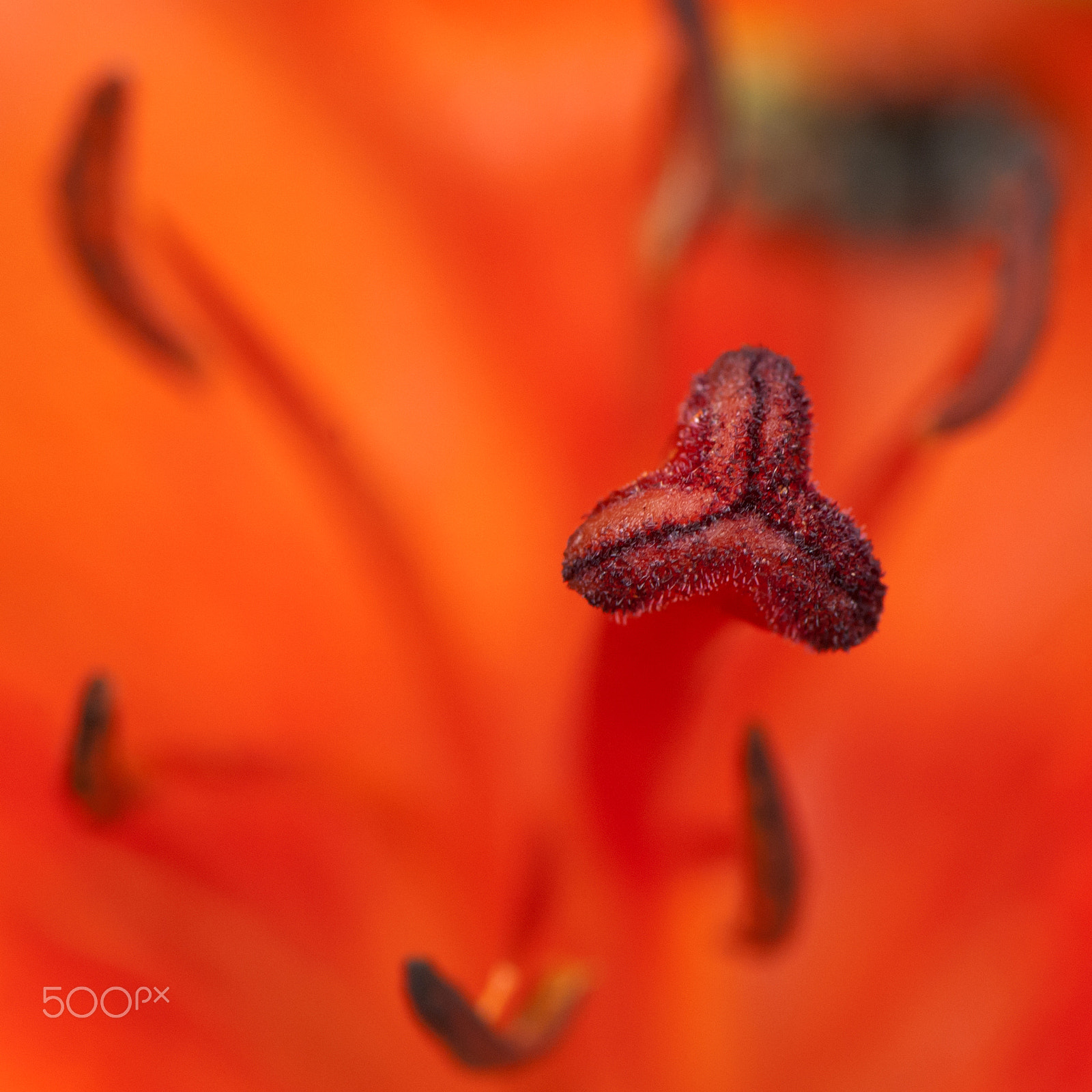 Nikon AF-S Micro-Nikkor 105mm F2.8G IF-ED VR sample photo. Red photography