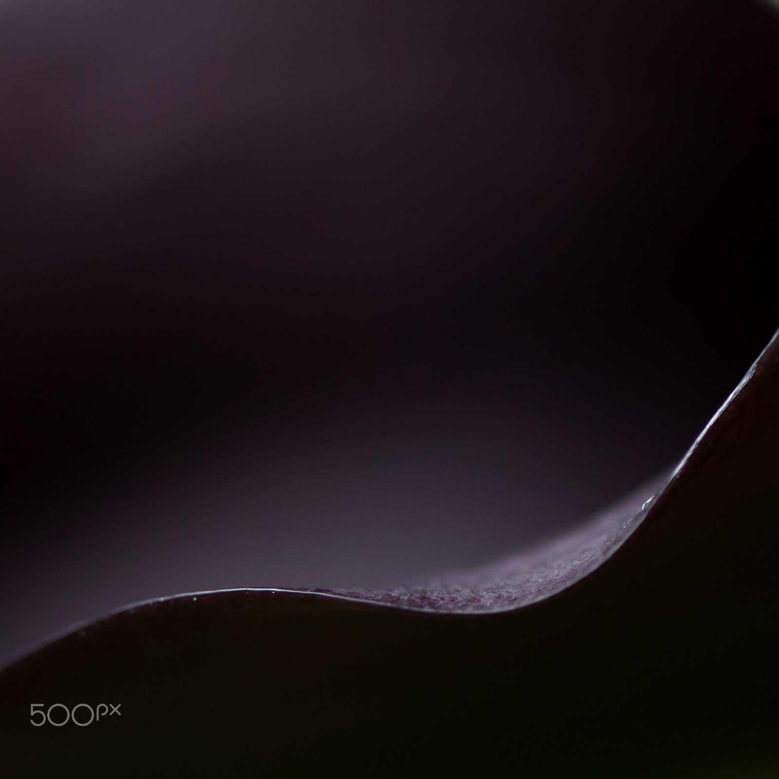 Nikon AF-S Micro-Nikkor 105mm F2.8G IF-ED VR sample photo. Black photography