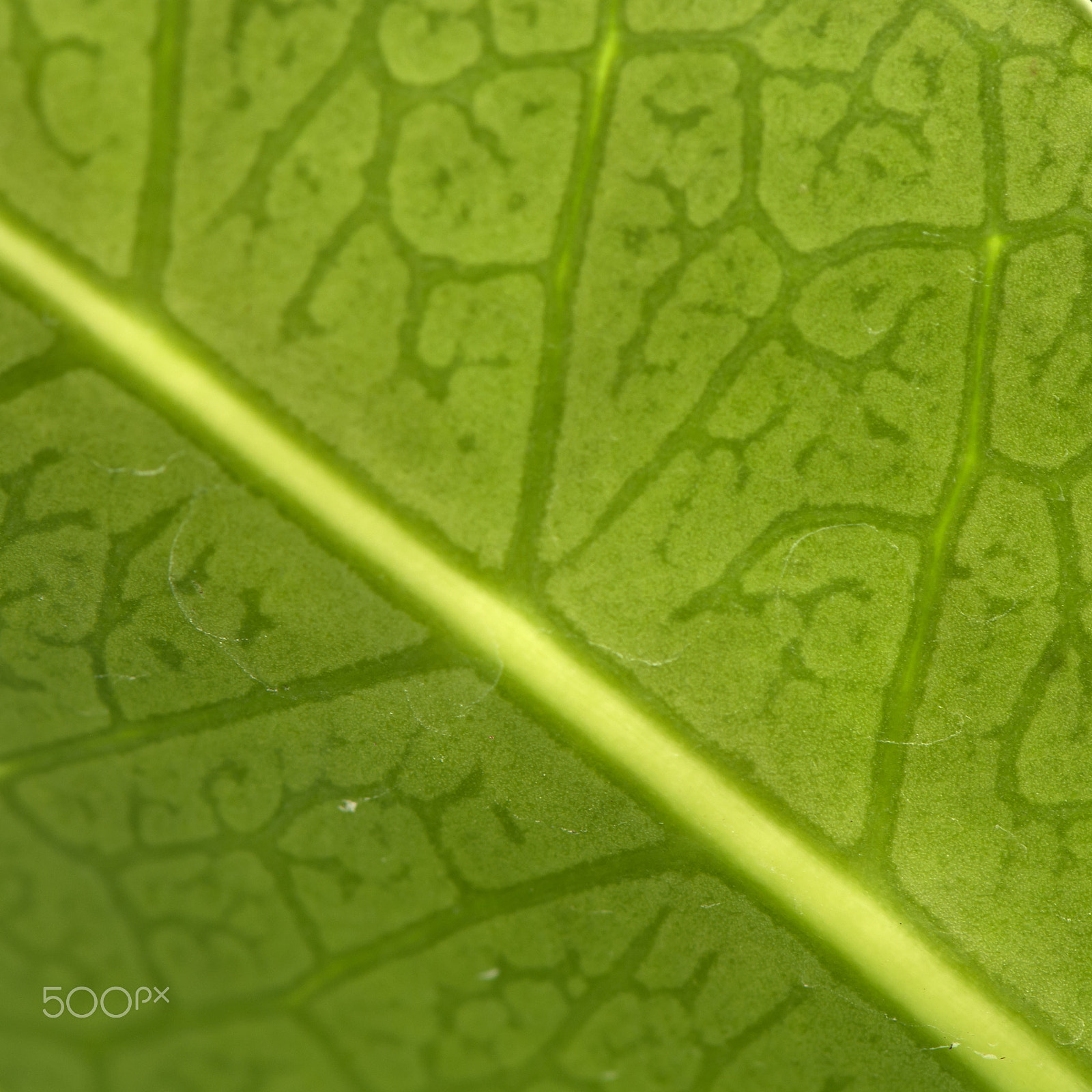 Nikon AF-S Micro-Nikkor 105mm F2.8G IF-ED VR sample photo. Green photography