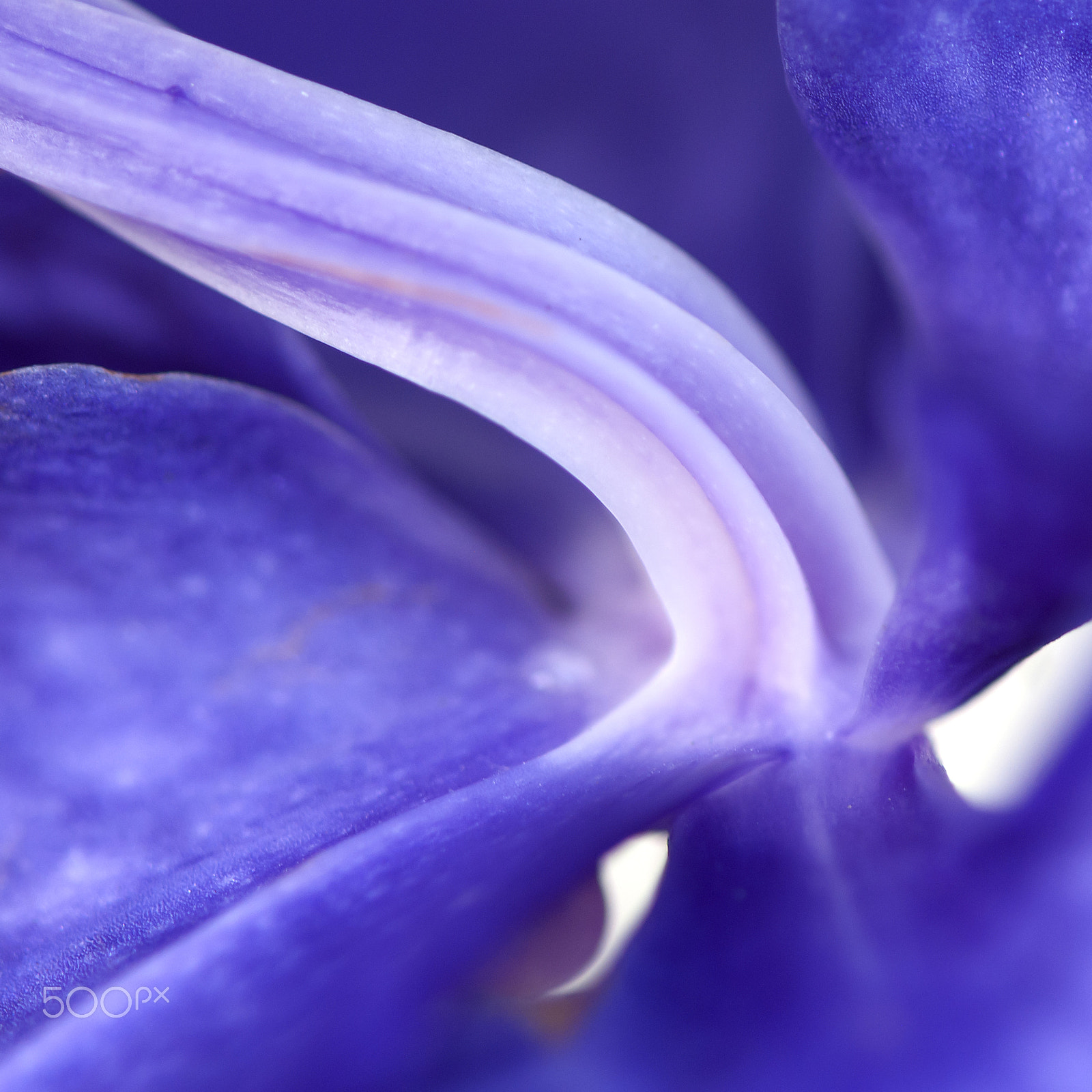 Nikon AF-S Micro-Nikkor 105mm F2.8G IF-ED VR sample photo. Violet photography