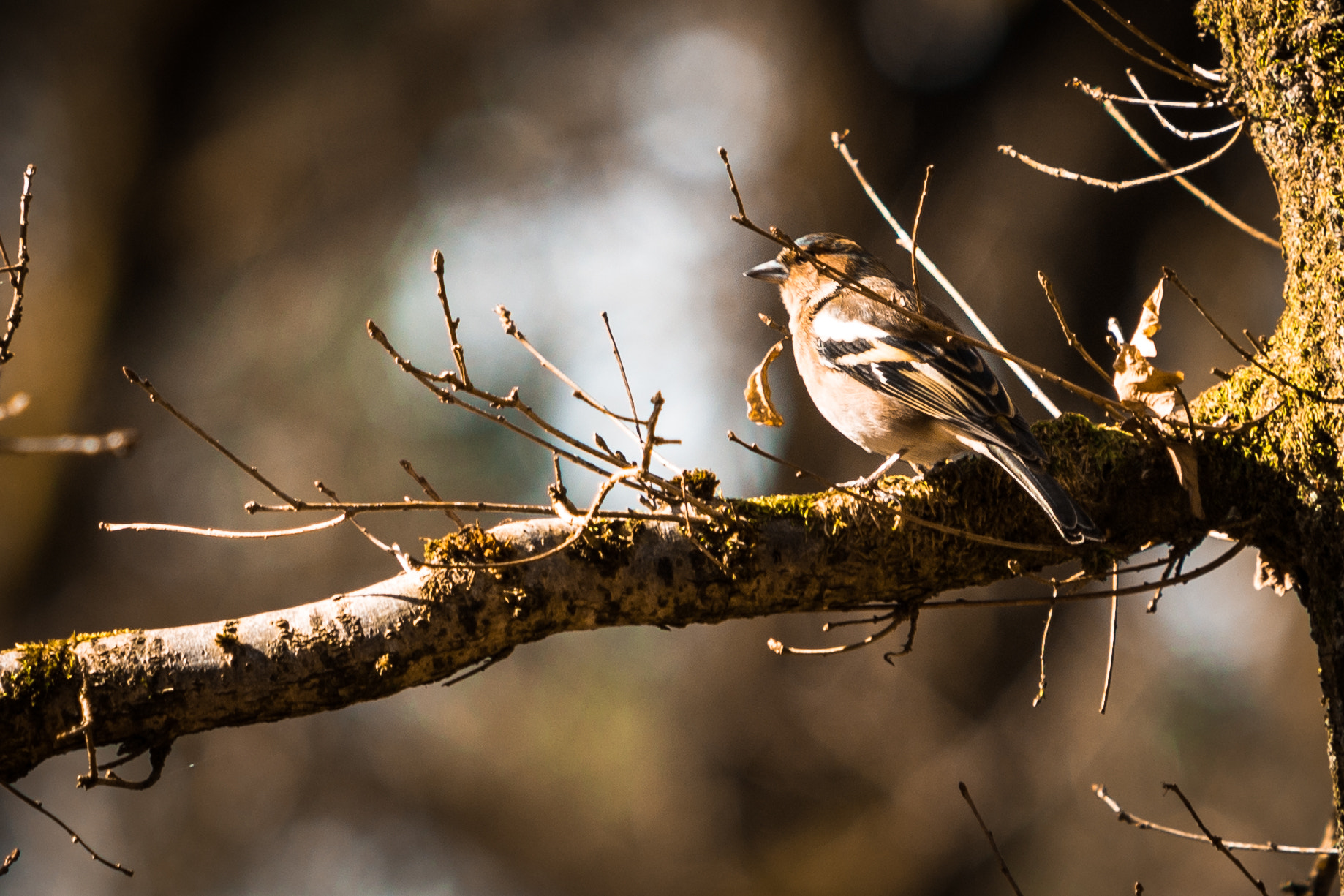 Canon EF 70-200mm F2.8L USM sample photo. Img photography