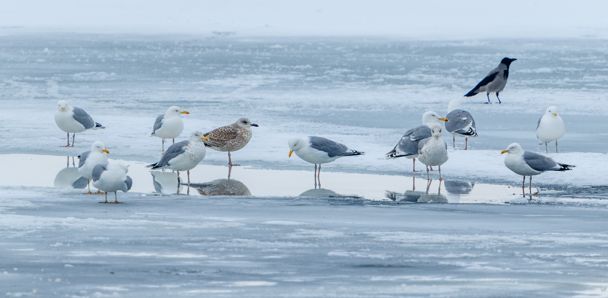 Canon EF 500mm F4L IS USM sample photo. Herring gulls photography