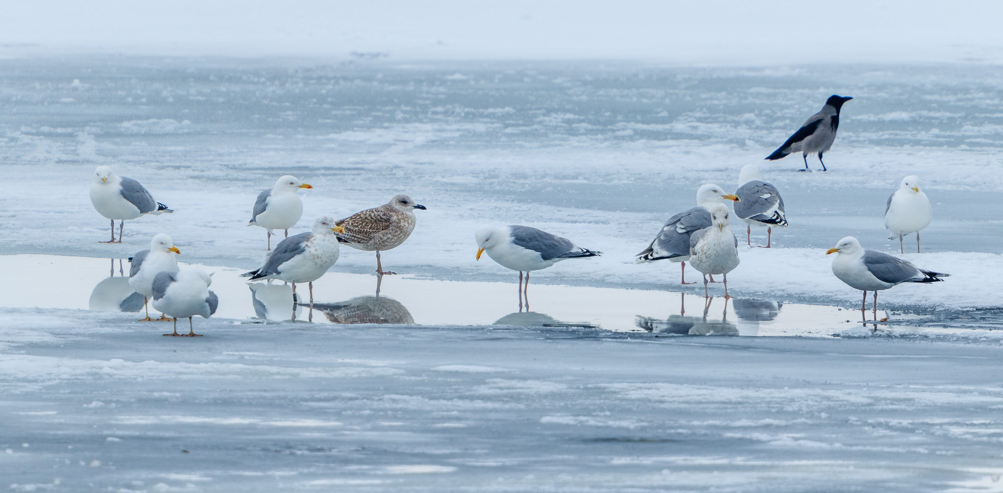 Canon EOS 7D Mark II sample photo. Herring gulls photography