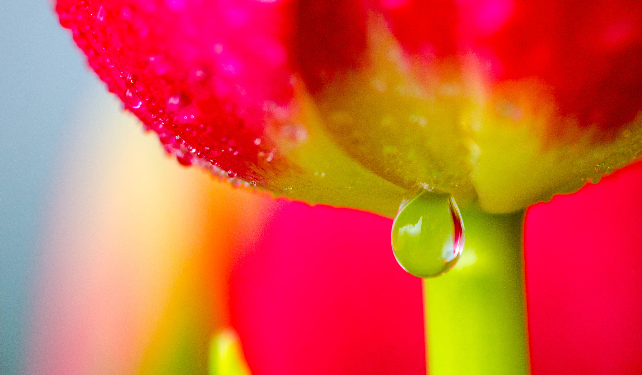 Nikon D7000 + AF Micro-Nikkor 105mm f/2.8 sample photo. Waterdrop on a tulip photography