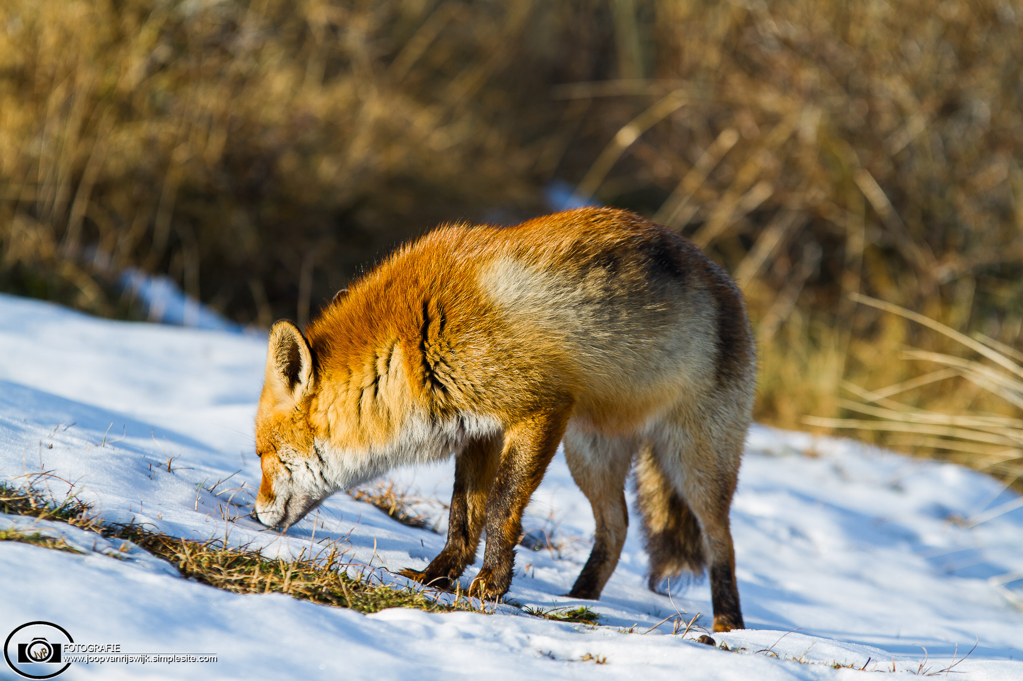 Sigma 70-200mm F2.8 EX DG OS HSM sample photo. Img photography