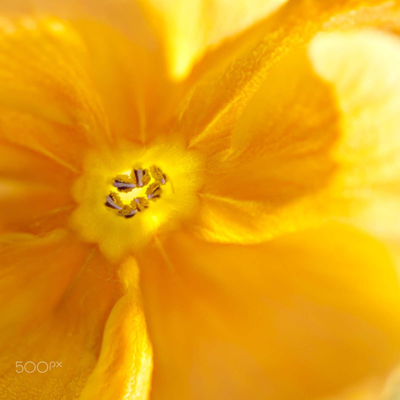 Nikon AF-S Micro-Nikkor 105mm F2.8G IF-ED VR sample photo. Yellow photography