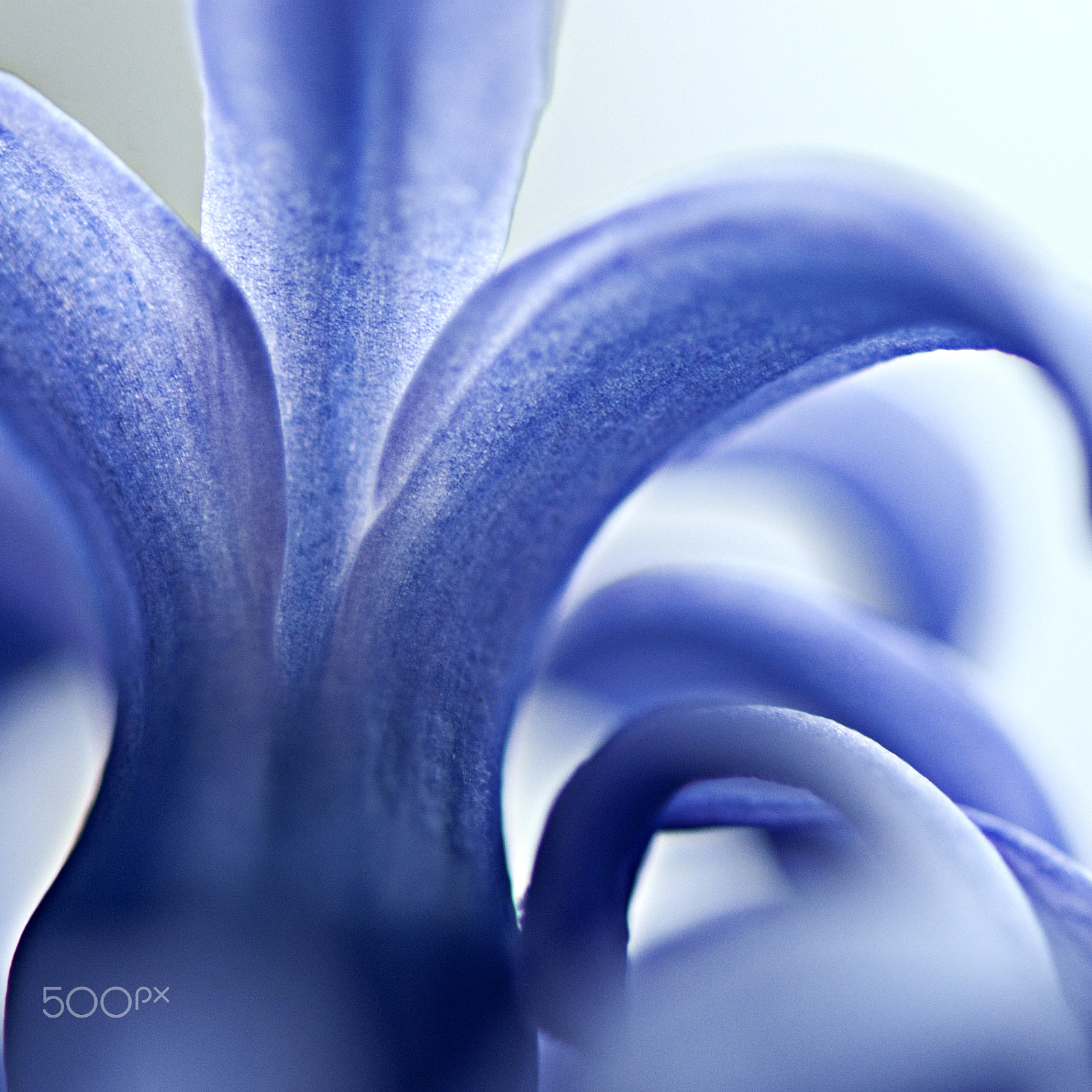 Nikon AF-S Micro-Nikkor 105mm F2.8G IF-ED VR sample photo. Blue photography