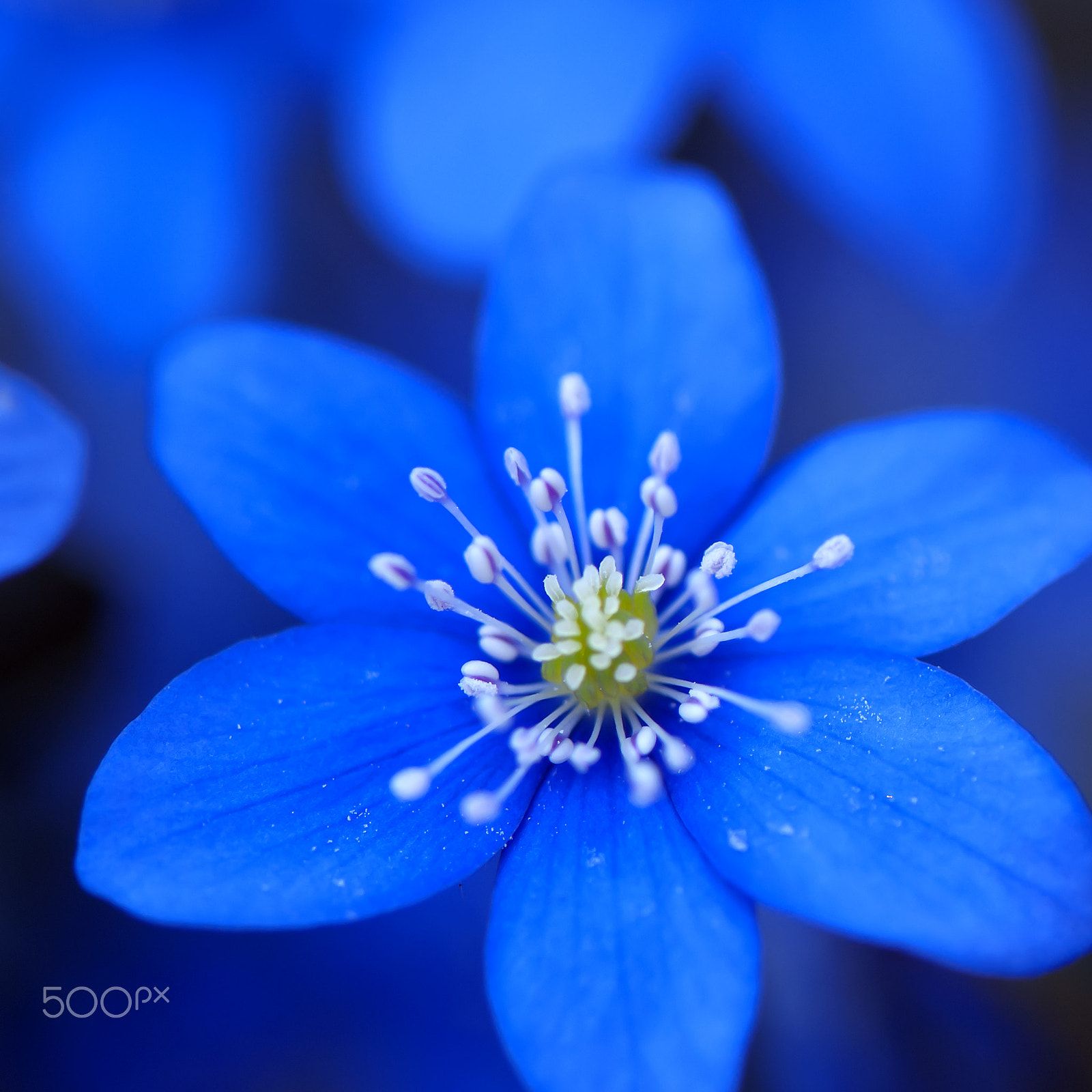 Nikon AF-S Micro-Nikkor 105mm F2.8G IF-ED VR sample photo. Blue photography
