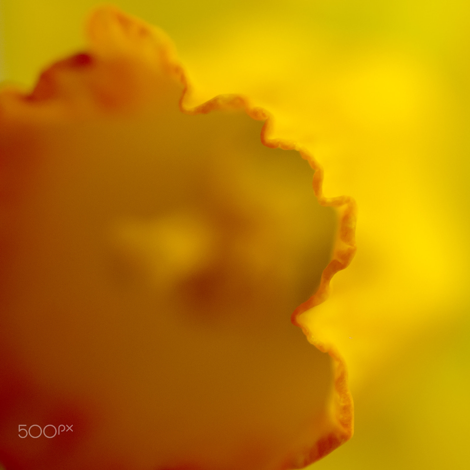 Nikon AF-S Micro-Nikkor 105mm F2.8G IF-ED VR sample photo. Orange photography