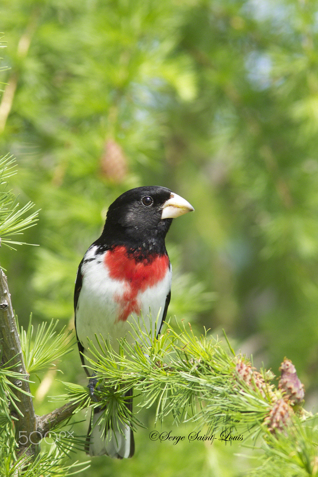 Canon EF 300mm F4L IS USM sample photo. Cardinal à poitrine rose / rose-breasted grosbeak photography