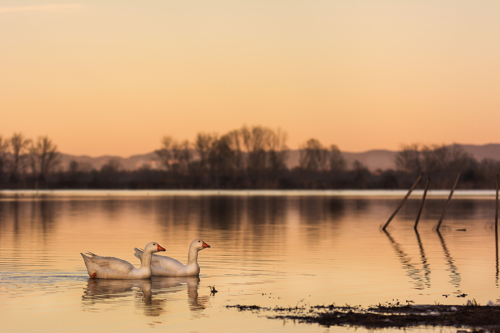 Sigma 105mm F2.8 EX DG OS HSM sample photo. Lago della gherardesca. lucca photography