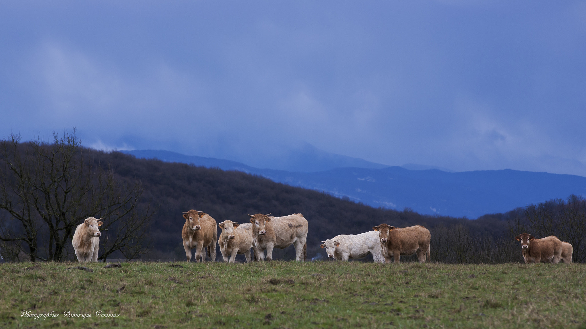Canon EOS 5D sample photo. Troupeau photography